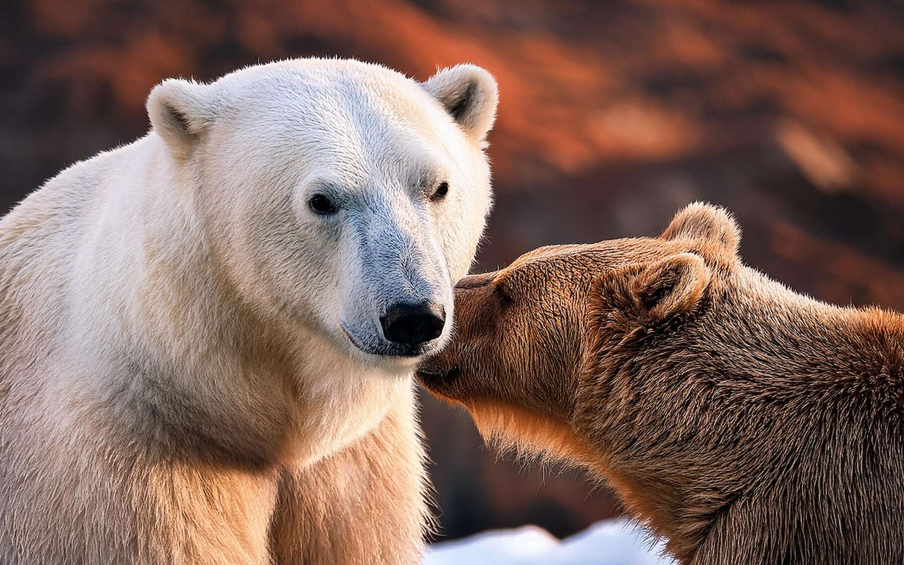 Les ours polaires n'existent que depuis 70 000 ans : une adaptation express à la vie en Arctique