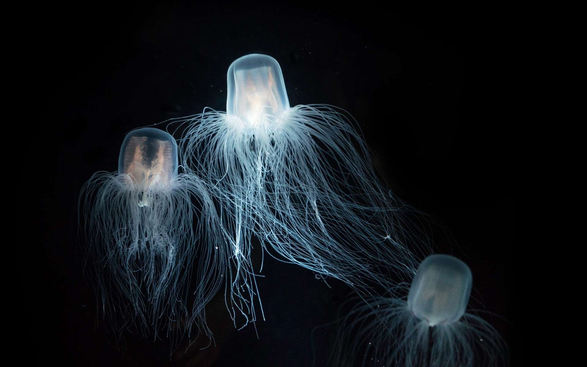 Cette méduse détient le secret de l'immortalité