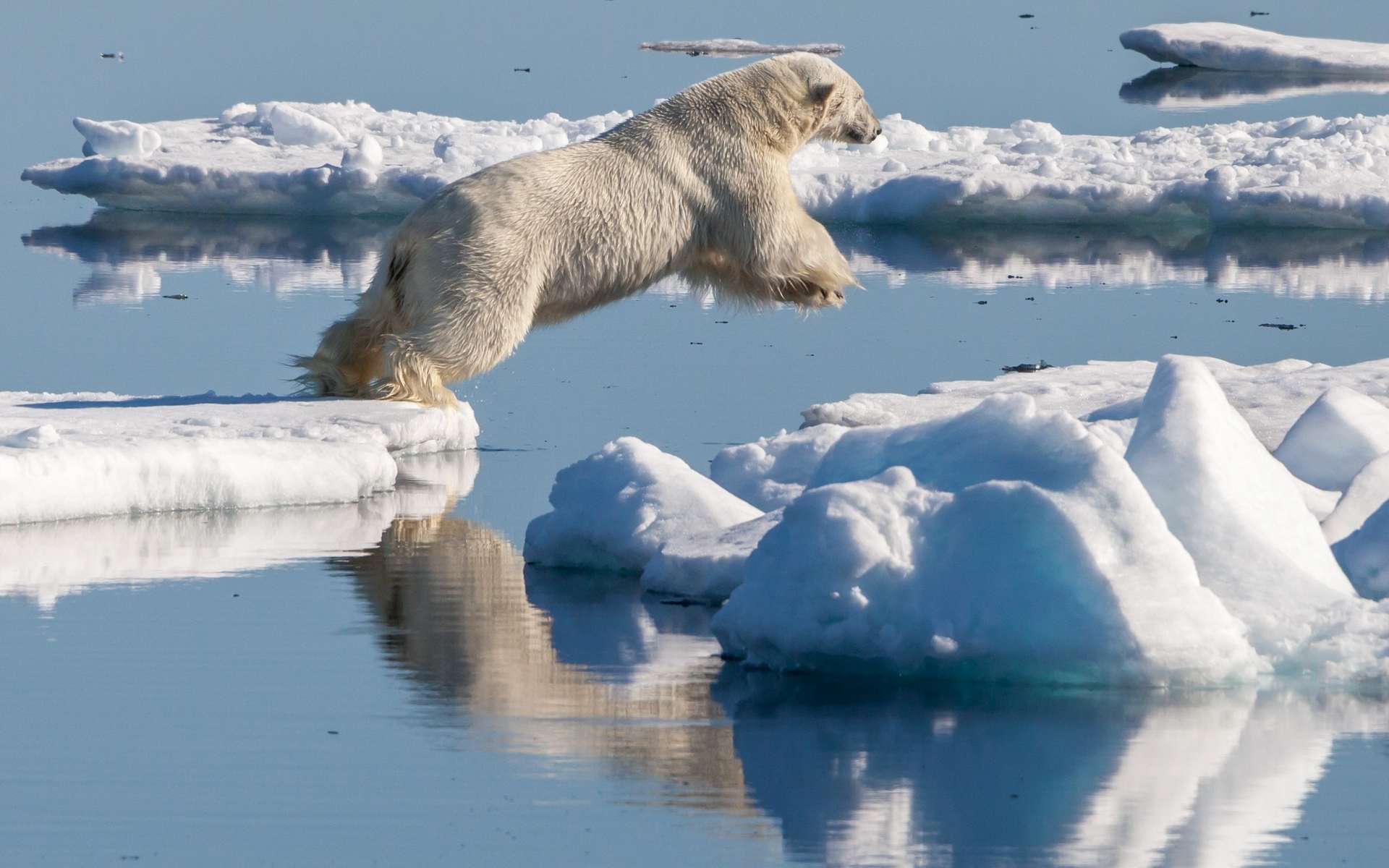 Le CO2 scelle le destin des ours polaires montre une étude