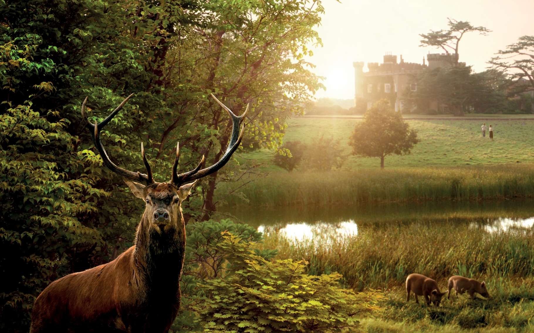 « Nous pouvons ramener la vie là où il n'y en avait plus ». L'expérience a été menée sur le domaine de Knepp et le film « Wilding » nous la raconte