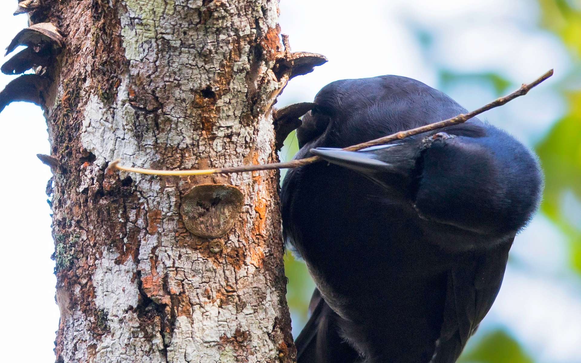 Le corbeau calédonien fabrique sa propre caisse à outils