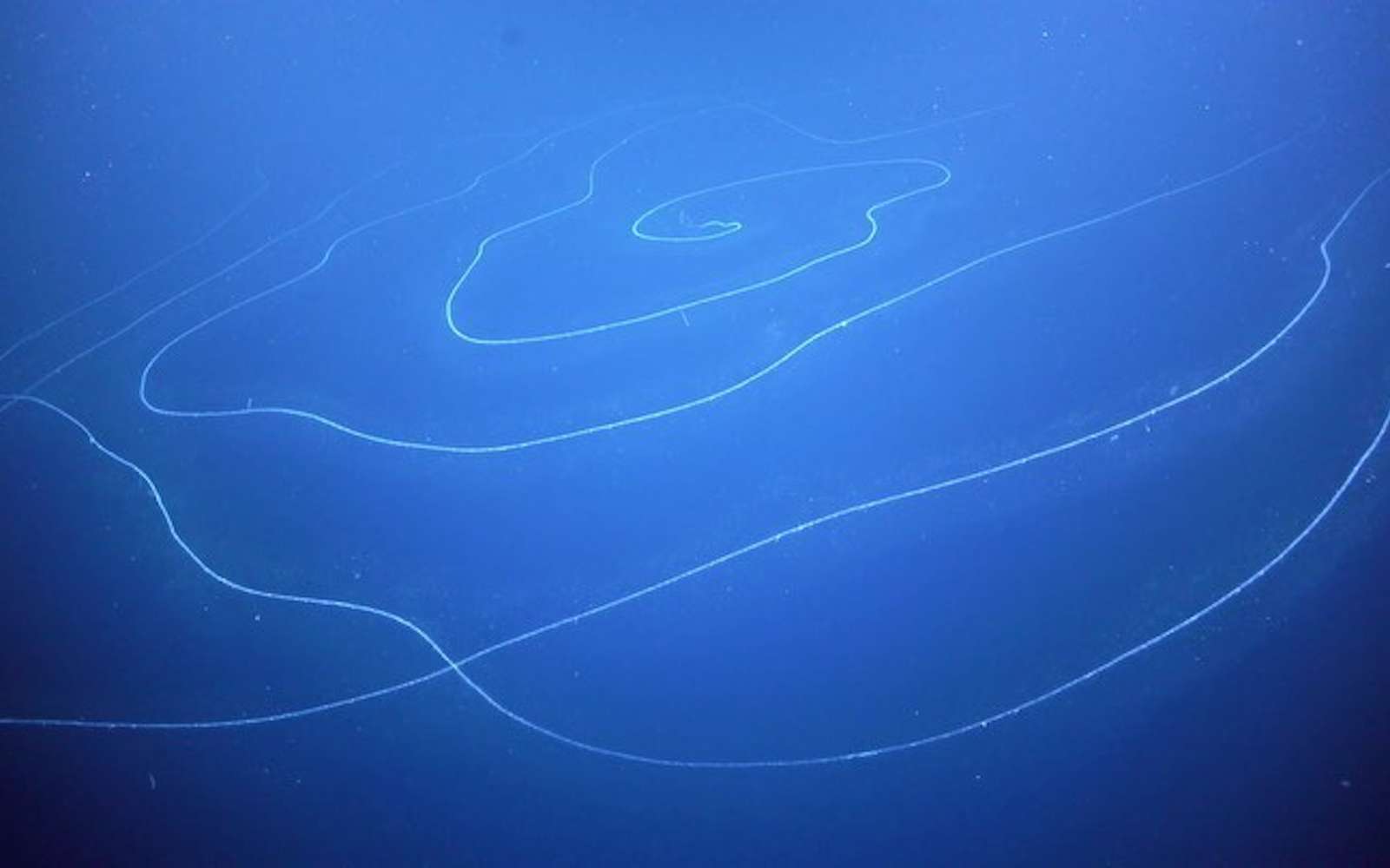 Un « Ovni » marin découvert en Australie