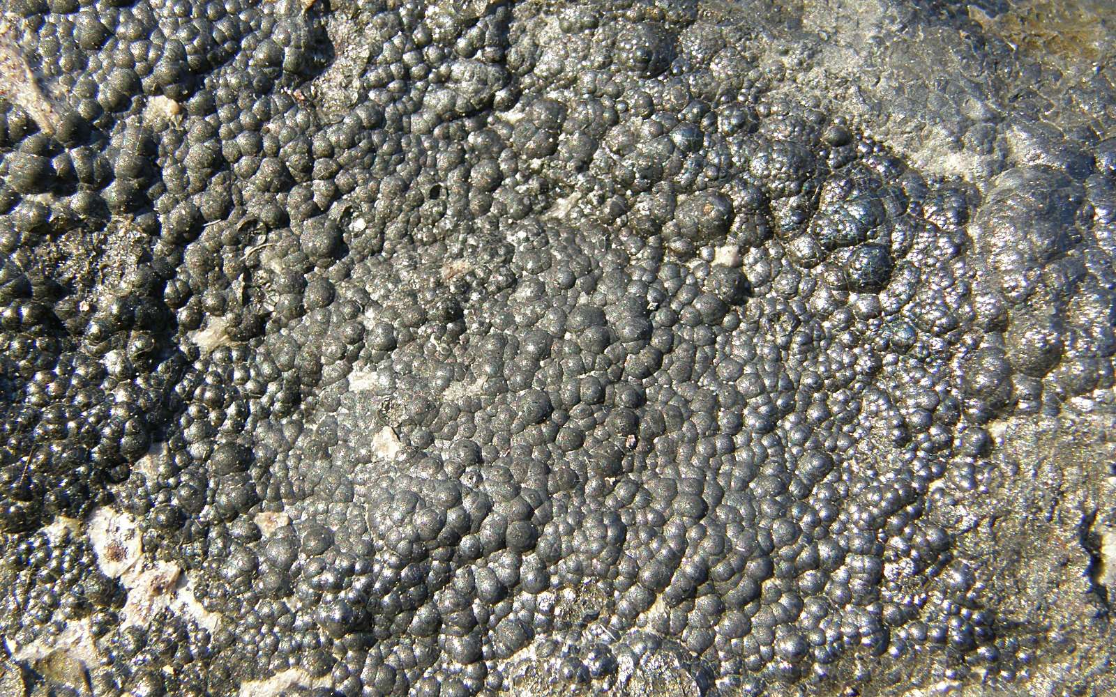 La pechblende est un minerai dont les gisements sont exploités pour extraire l'uranium. Elle contient également la majeure partie du prométhium présent sur Terre. © Geomartin, Wikimedia Commons, CC by-sa 3.0