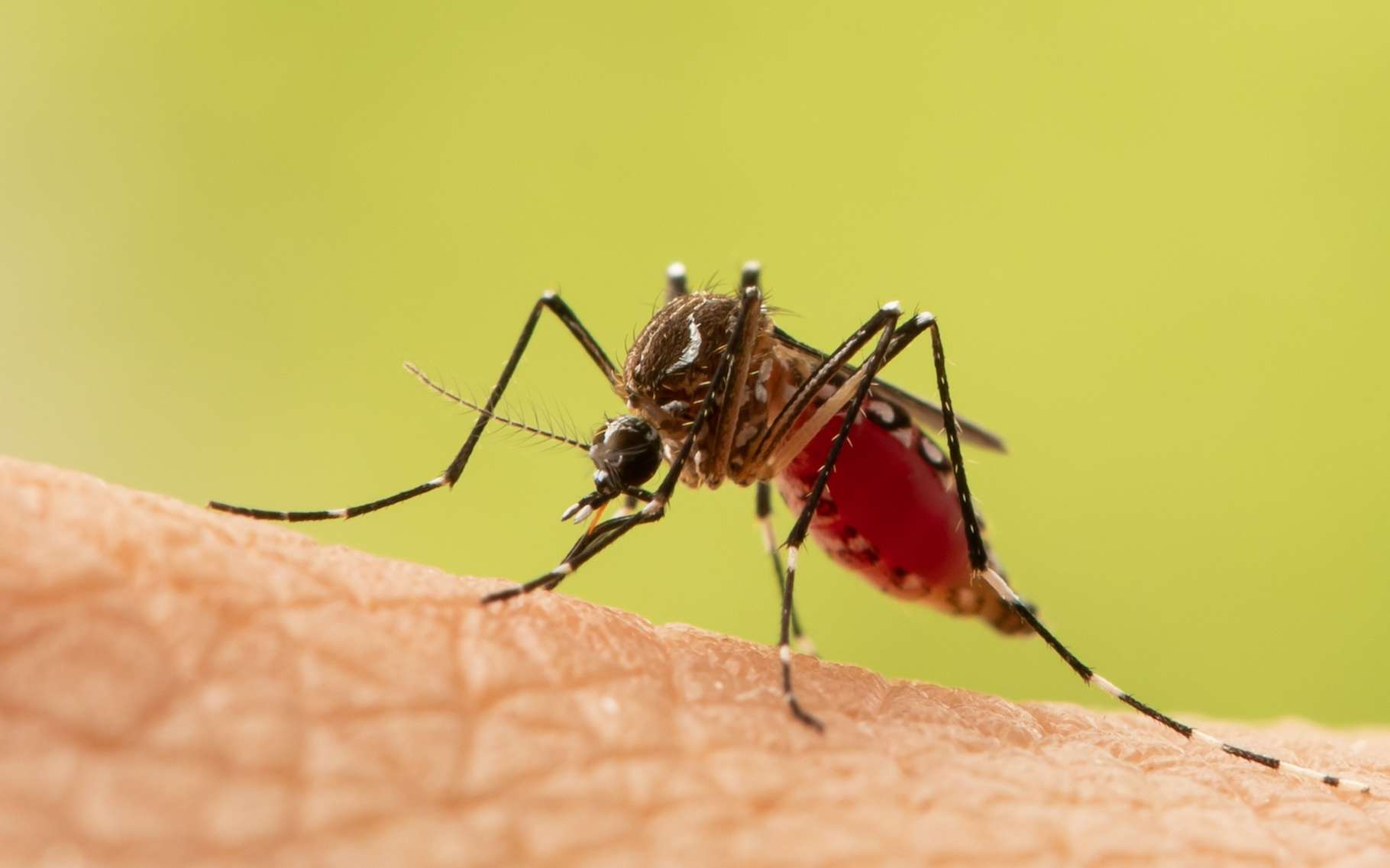 Les moustiques vieillissent plus vite et ce n'est pas une bonne nouvelle