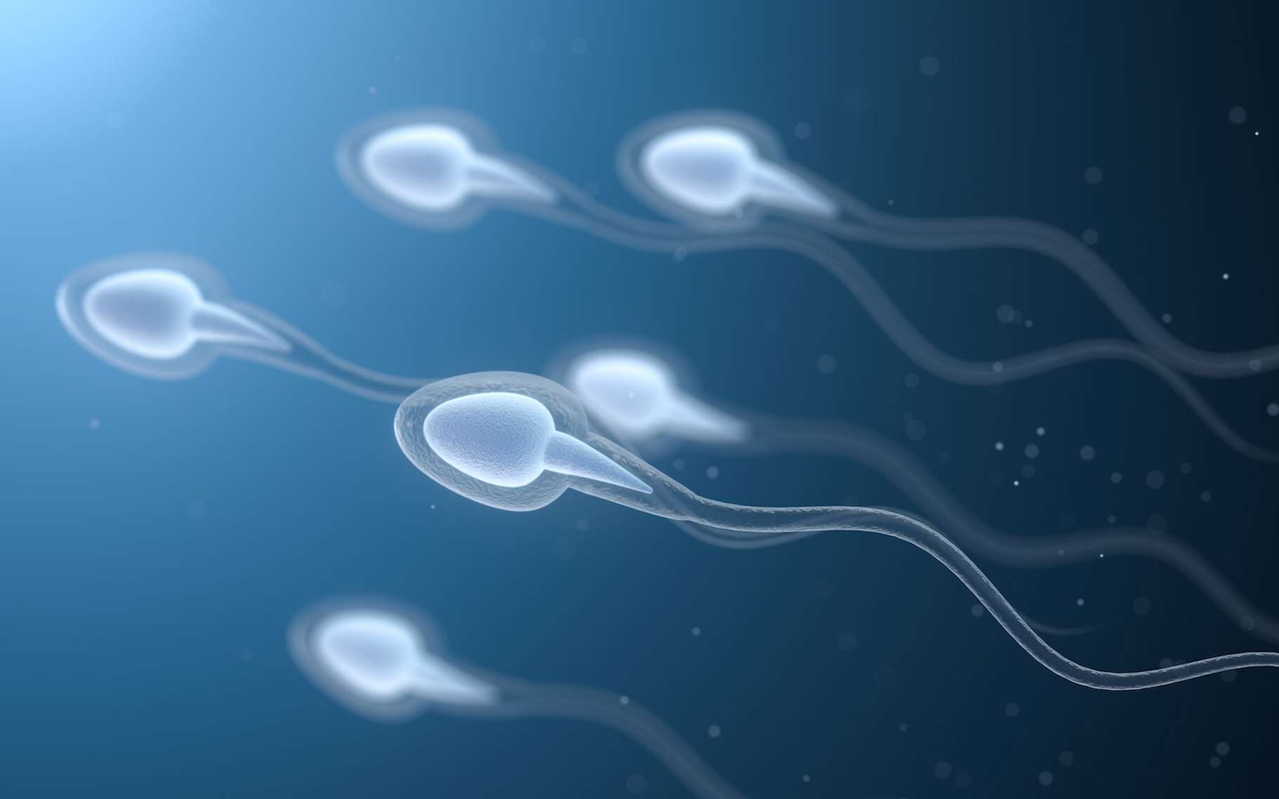 Les spermatozoïdes défient l'une des principales lois de la physique !