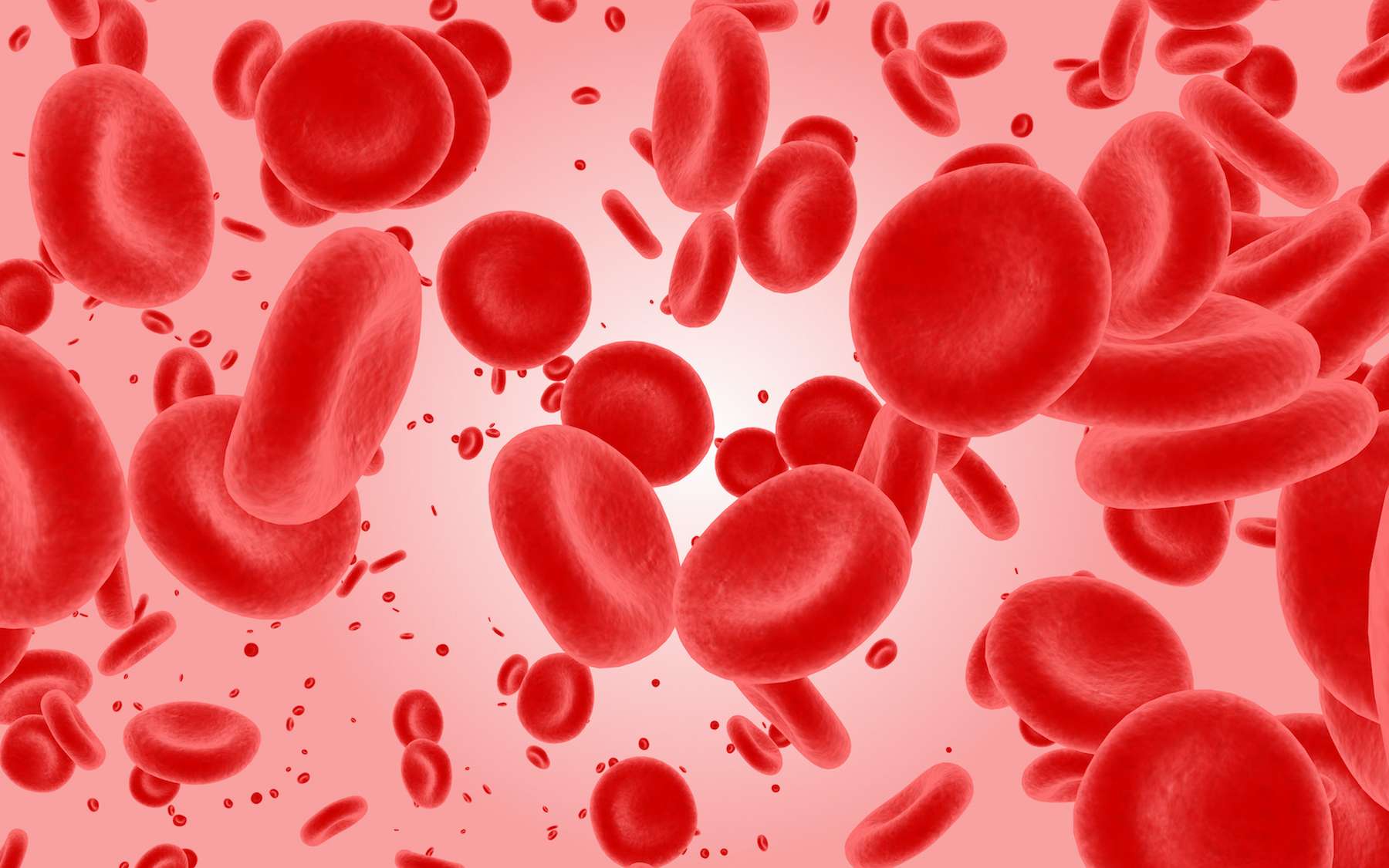 Une mauvaise répartition de la taille des globules rouges est un signe inquiétant de l’aggravation de la Covid-19. © Dmitry, Adobe Stock