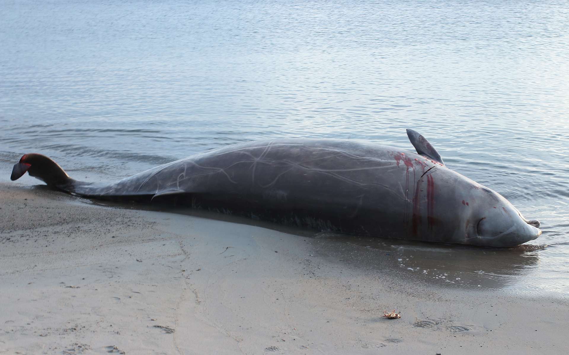 Des exercices militaires de l'Otan à l'origine d'échouages de baleines en mer du Nord ?