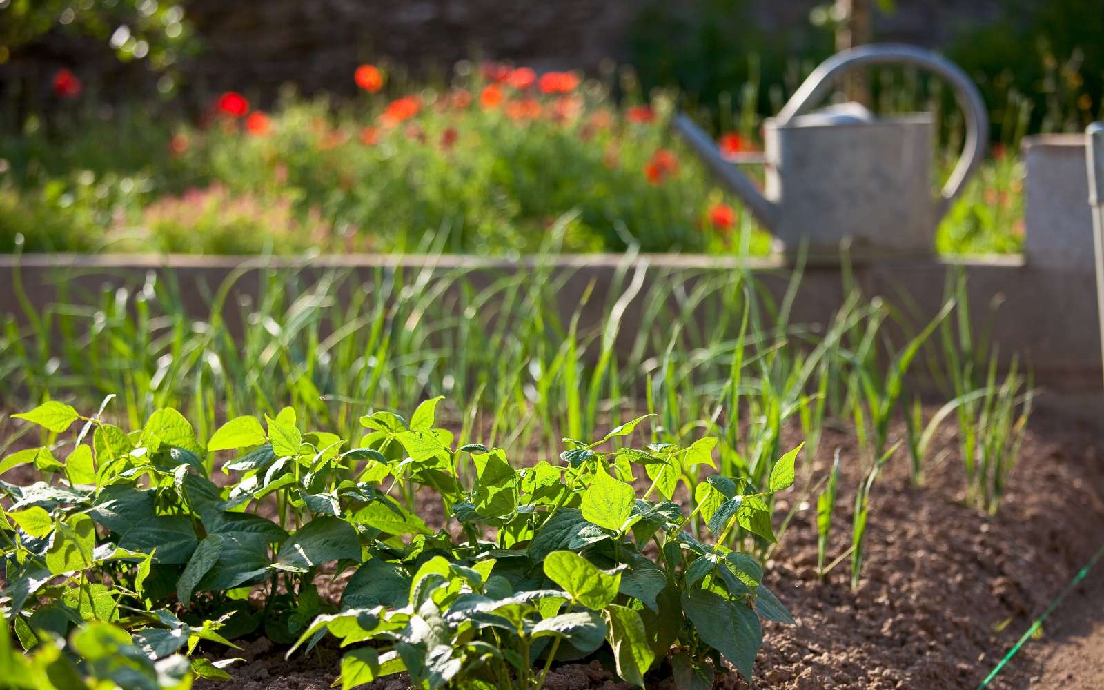 Tous les travaux à faire vite dans son jardin avant juillet !