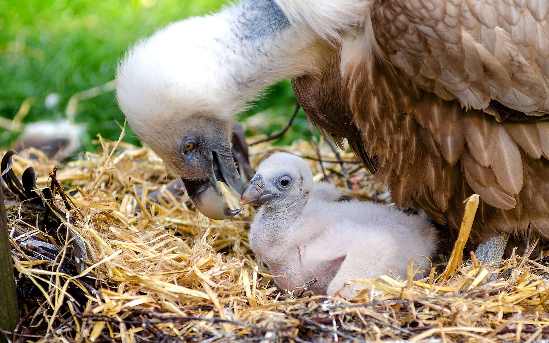 La Reproduction Des Rapaces Et Les œufs Dossier