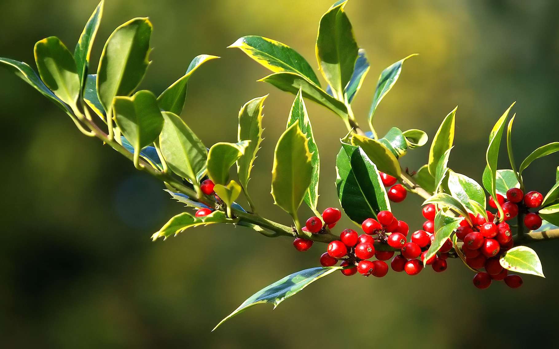 Definition Houx Commun Ilex Aquifolium Futura Planete