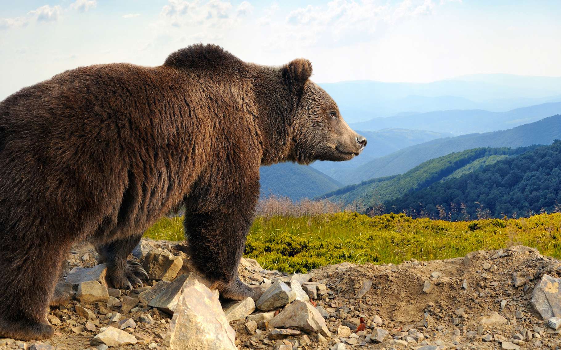 L'« ours 747 » est toujours aussi gras après son hivernation