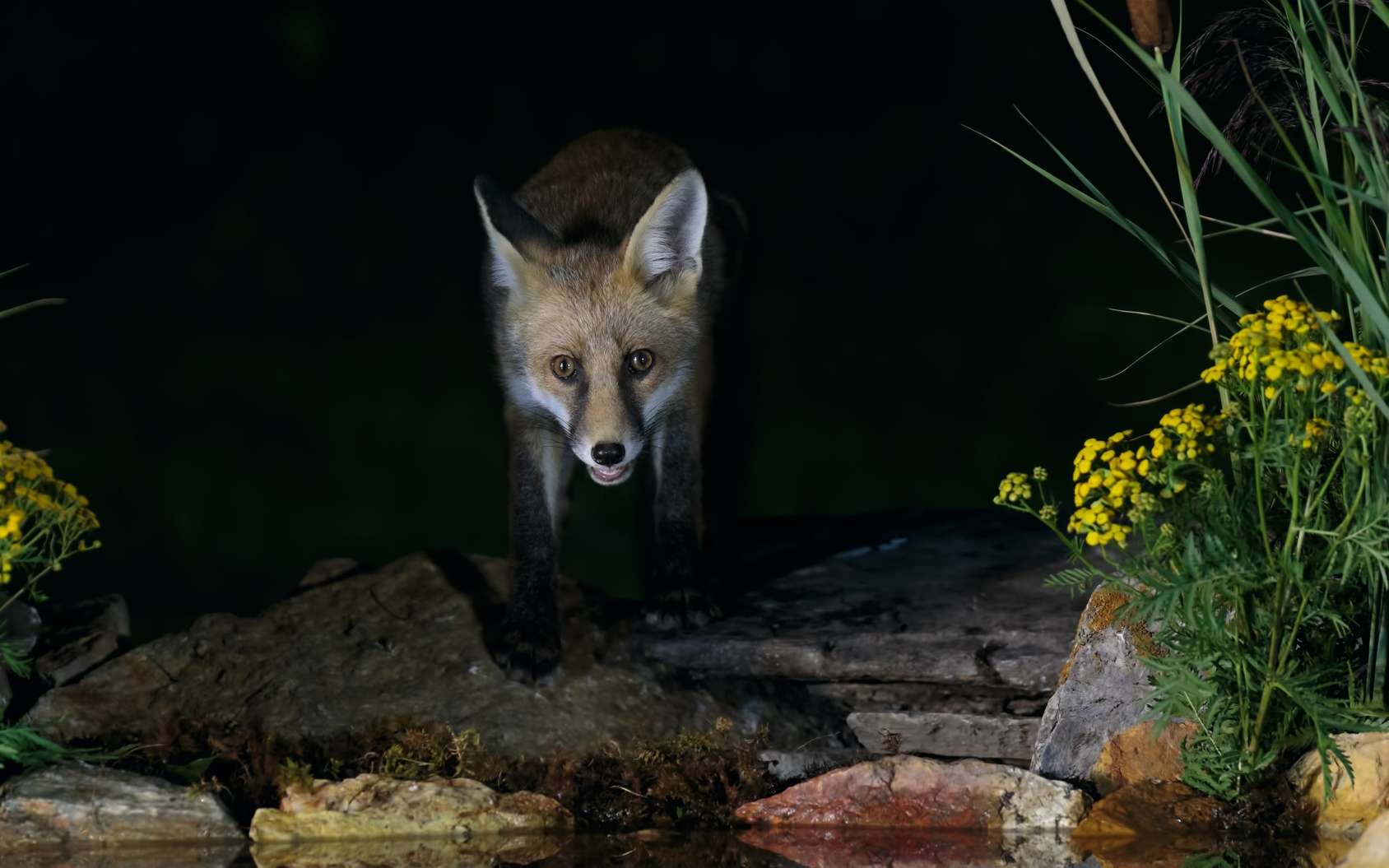 Des animaux deviennent nocturnes... à cause de nous