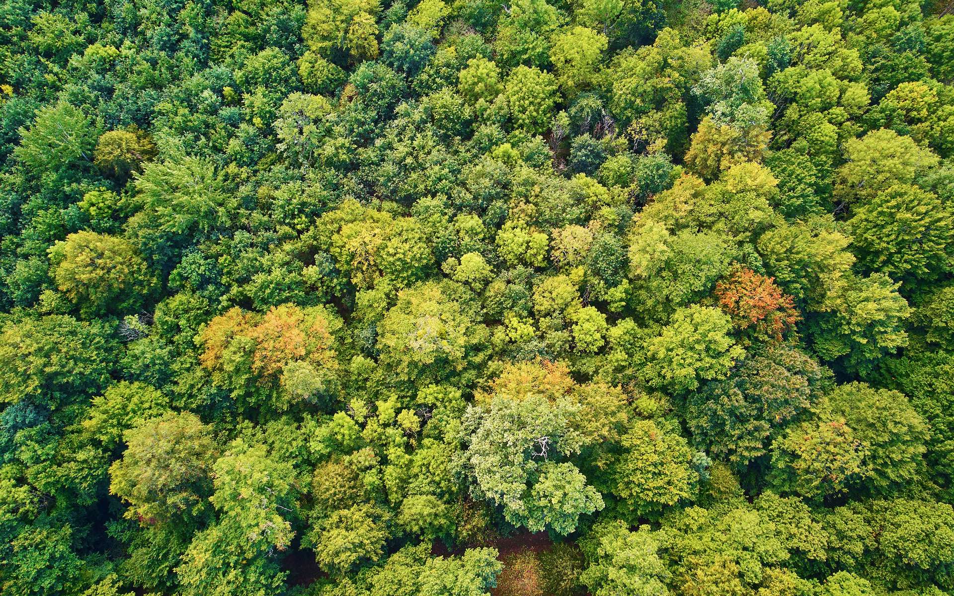 « Nos forêts demain » : voici à quoi ressembleront nos forêts dans le futur