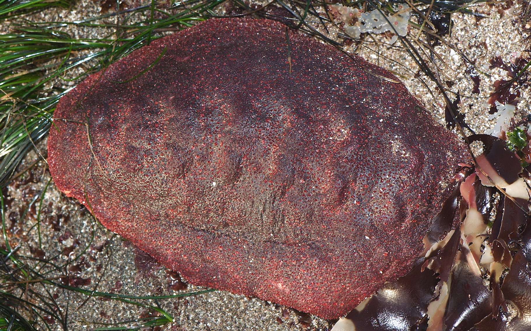 Le chiton broie les roches océaniques avec ses dents magnétiques incroyablement résistantes. © Jerry Kirkhart, Wikimedia Commons, CC by-sa 2.0