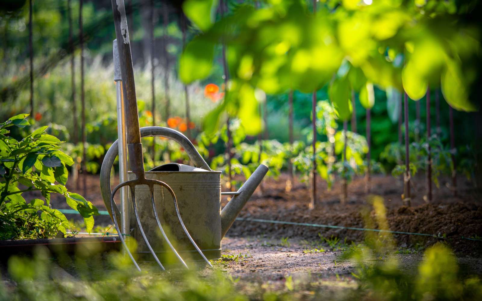 Secrets du jardinage - Que faire au jardin avant fin mai ?