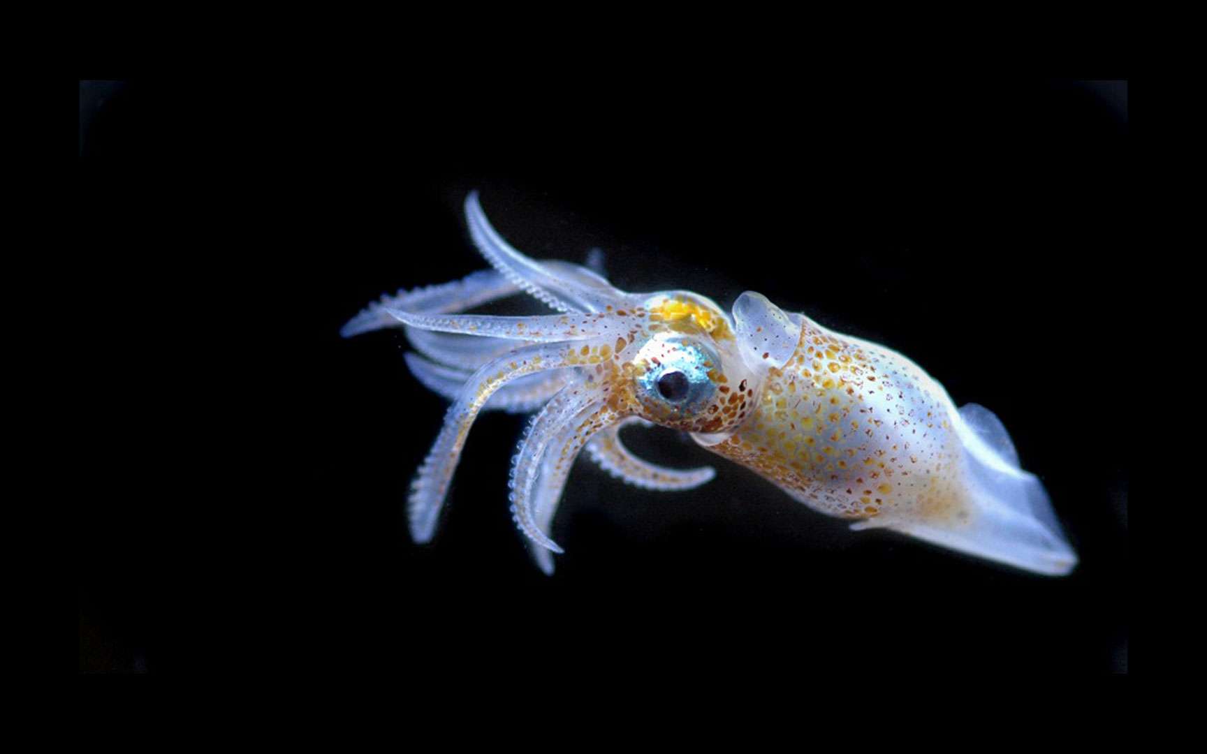 Larve de calamar. Organisme marin (Larve de calamar) © C.Guiguand/Tara Oceans