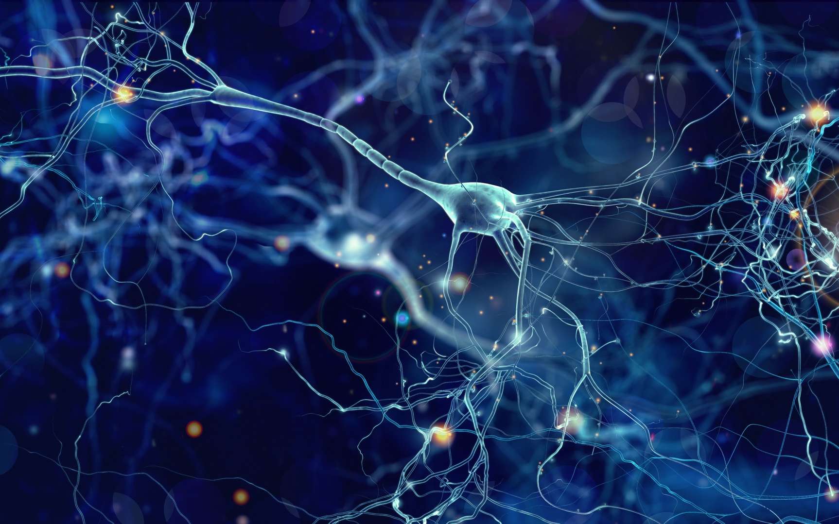 Comment régénérer les neurones perdus après un AVC, dans certaines formes d'épilepsie, ou dans le cadre de maladies neurodégénératives ? © whitehoune, Adobe Stock