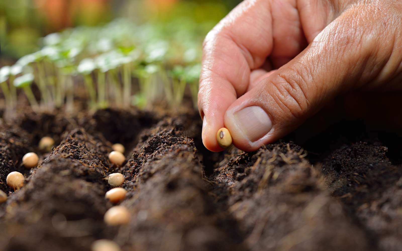 Les légumes à planter maintenant pour un potager prolifique au printemps
