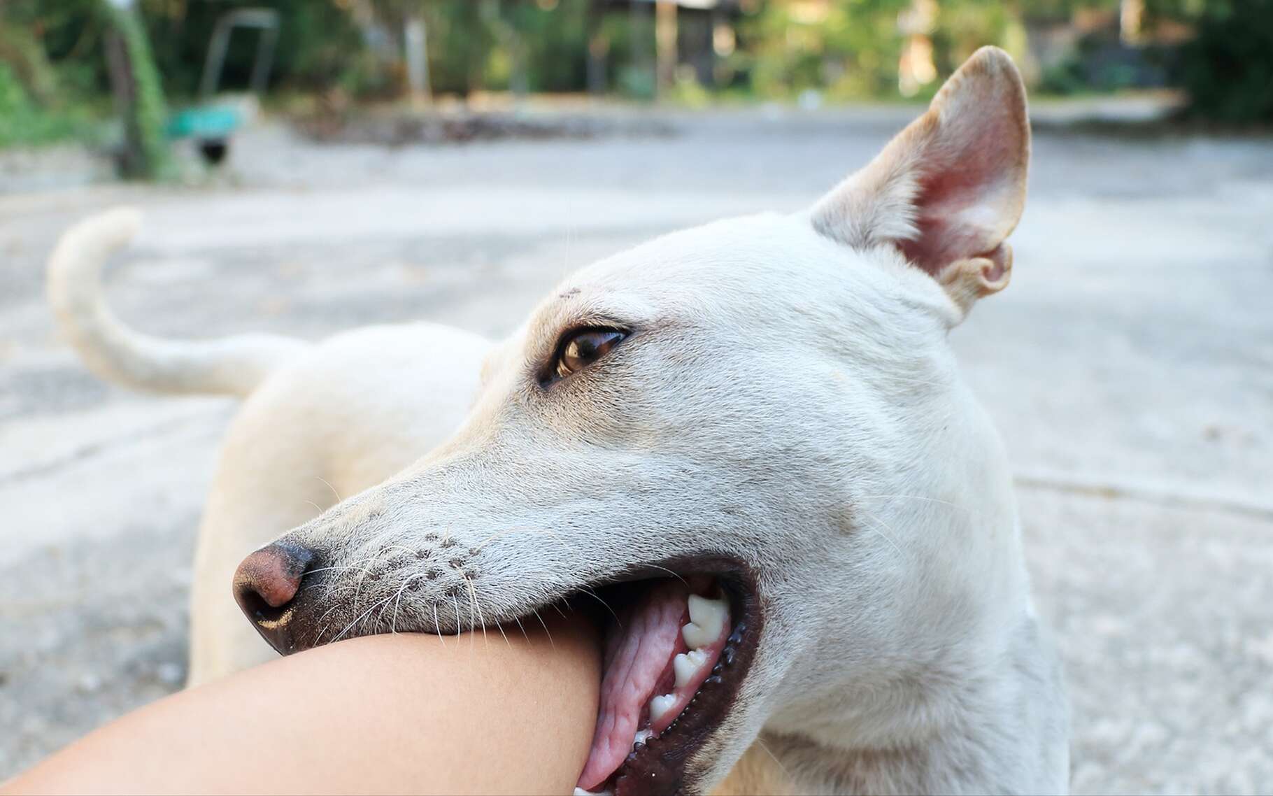La morsure de chien peut transmettre la rage, une maladie due au virus rabique. © meawtai99, Shutterstock