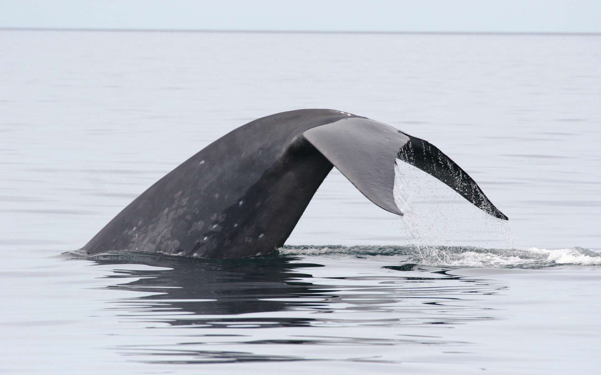 Pouvant dépasser 30 m de long, les baleines bleues sont des mystycètes, car elles possèdent des fanons. Parmi les trois sous-espèces, celle présente dans le Pacifique nord et l'Atlantique nord se nomme Balaenoptera musculus musculus. Comme d'autres cétacés, elle craint les coups de soleil et s'en protège en assombrissant leur peau grâce à un pigment. © Diane Gendron