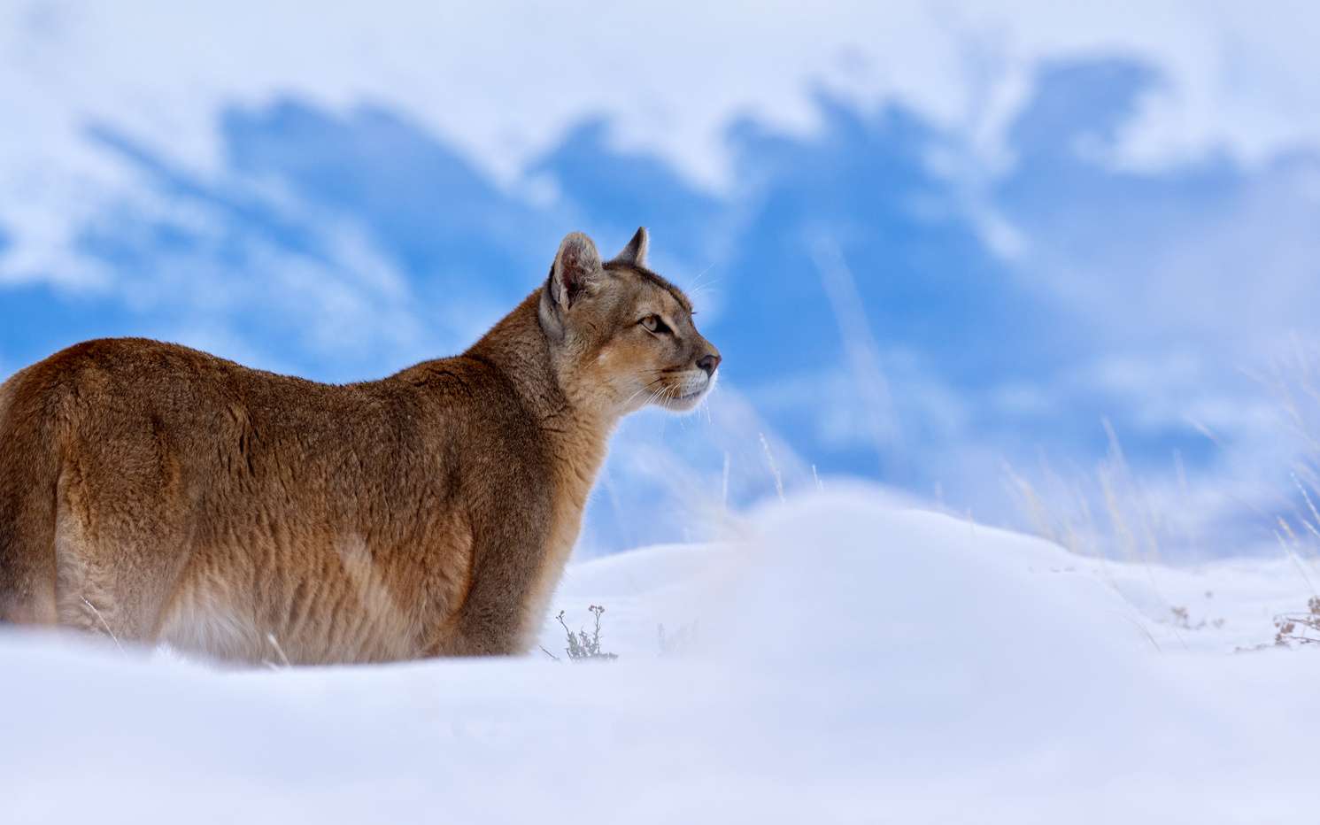 En images : il a fait si froid en Argentine que ces animaux ont littéralement gelé sur place