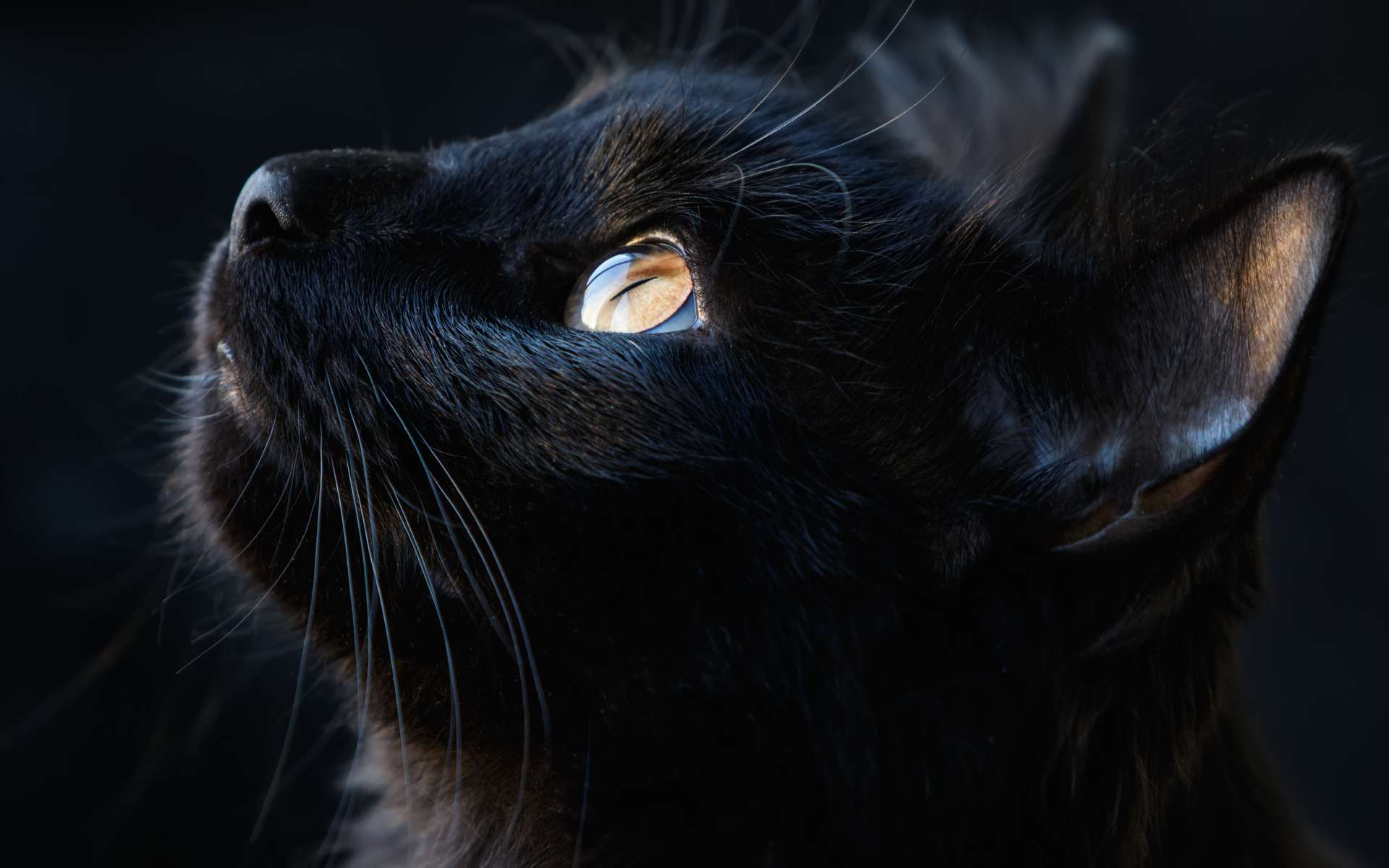 Les Chats Voient Ils Les Couleurs