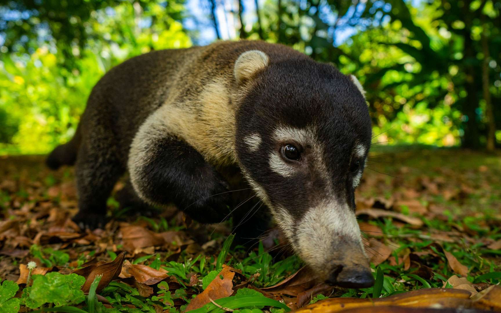 Photos | Costa Rica : une faune exceptionnelle dans un paradis préservé