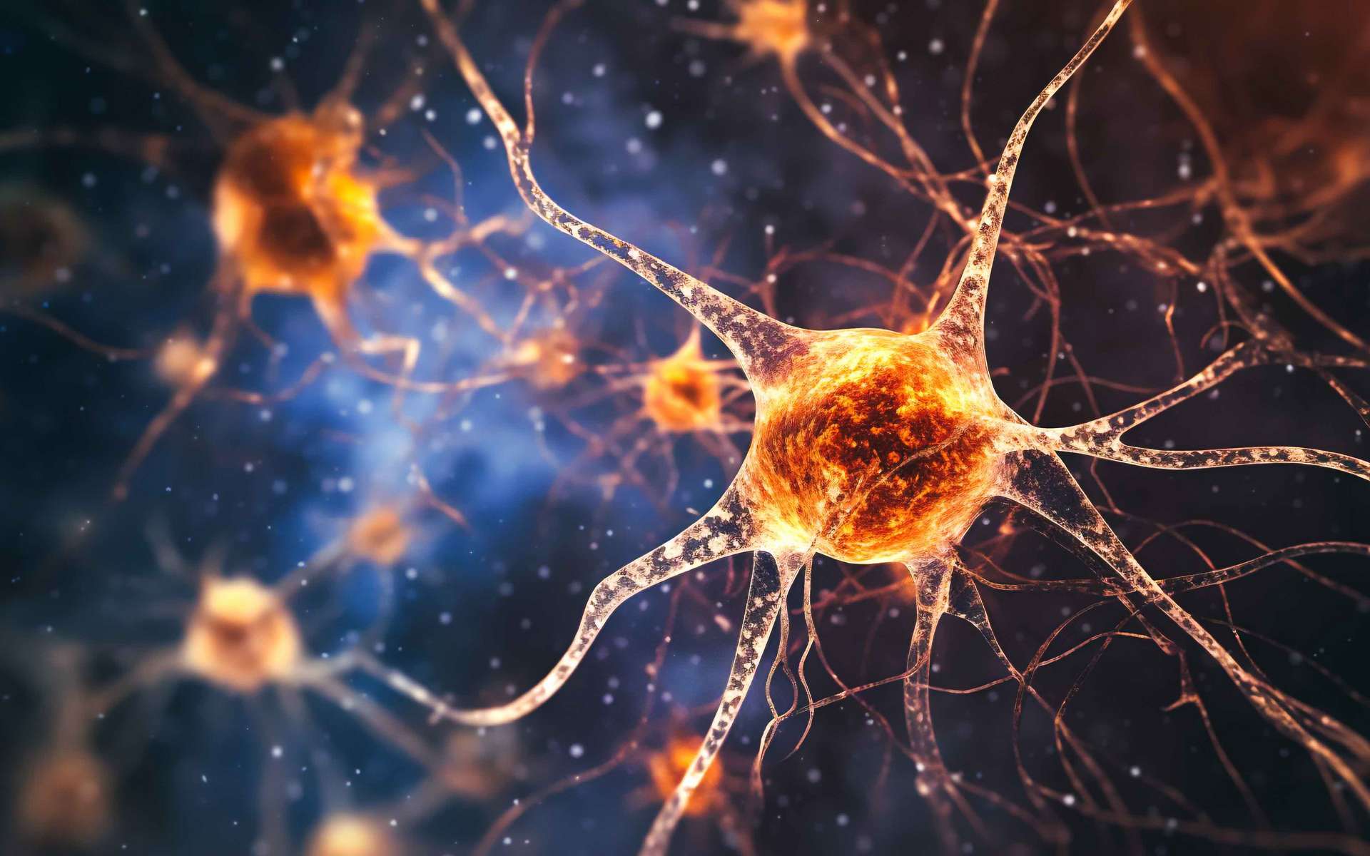 Un nouveau type de cellule a été découvert dans le cerveau !