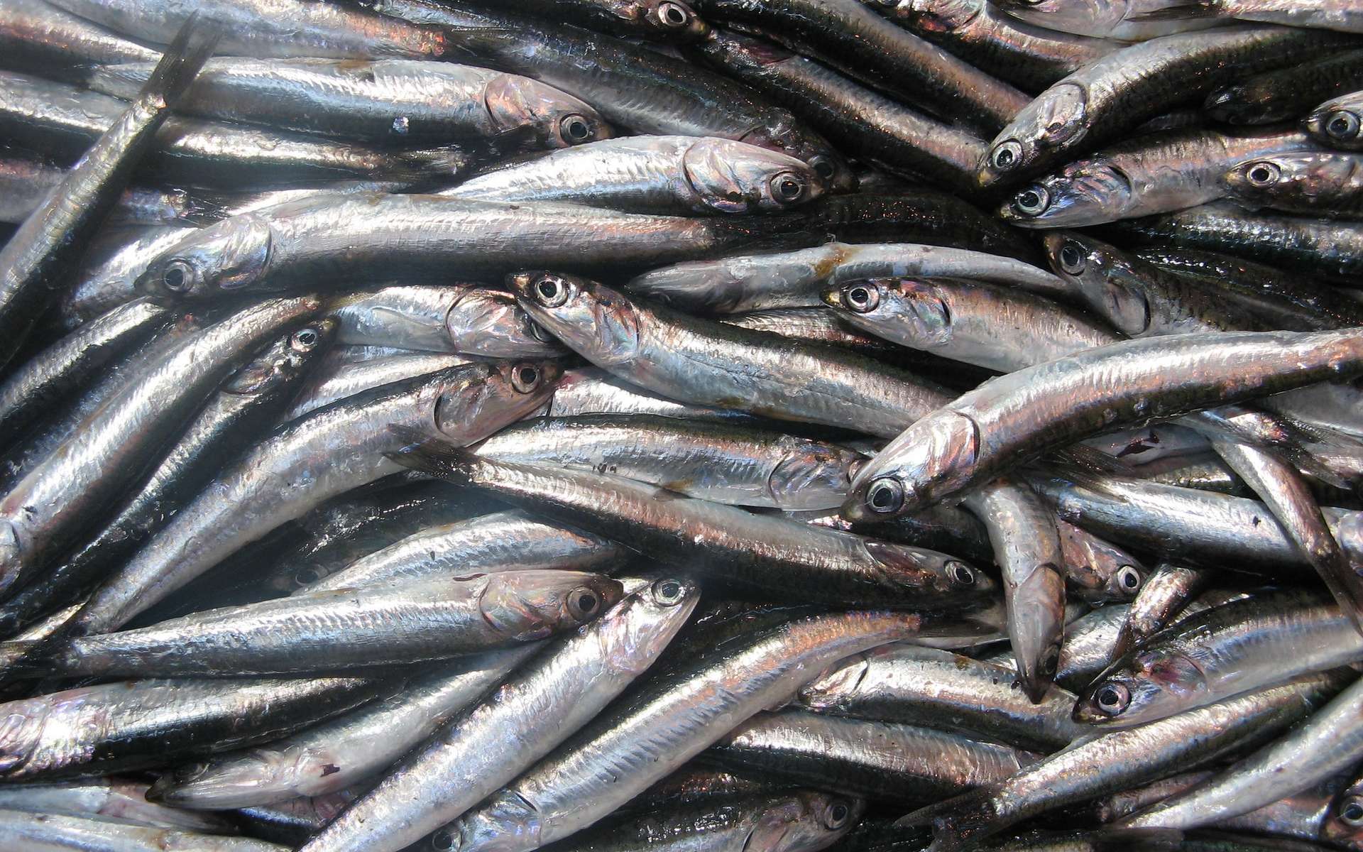 Les sardines sont de plus en plus petites. © Sara, Flickr