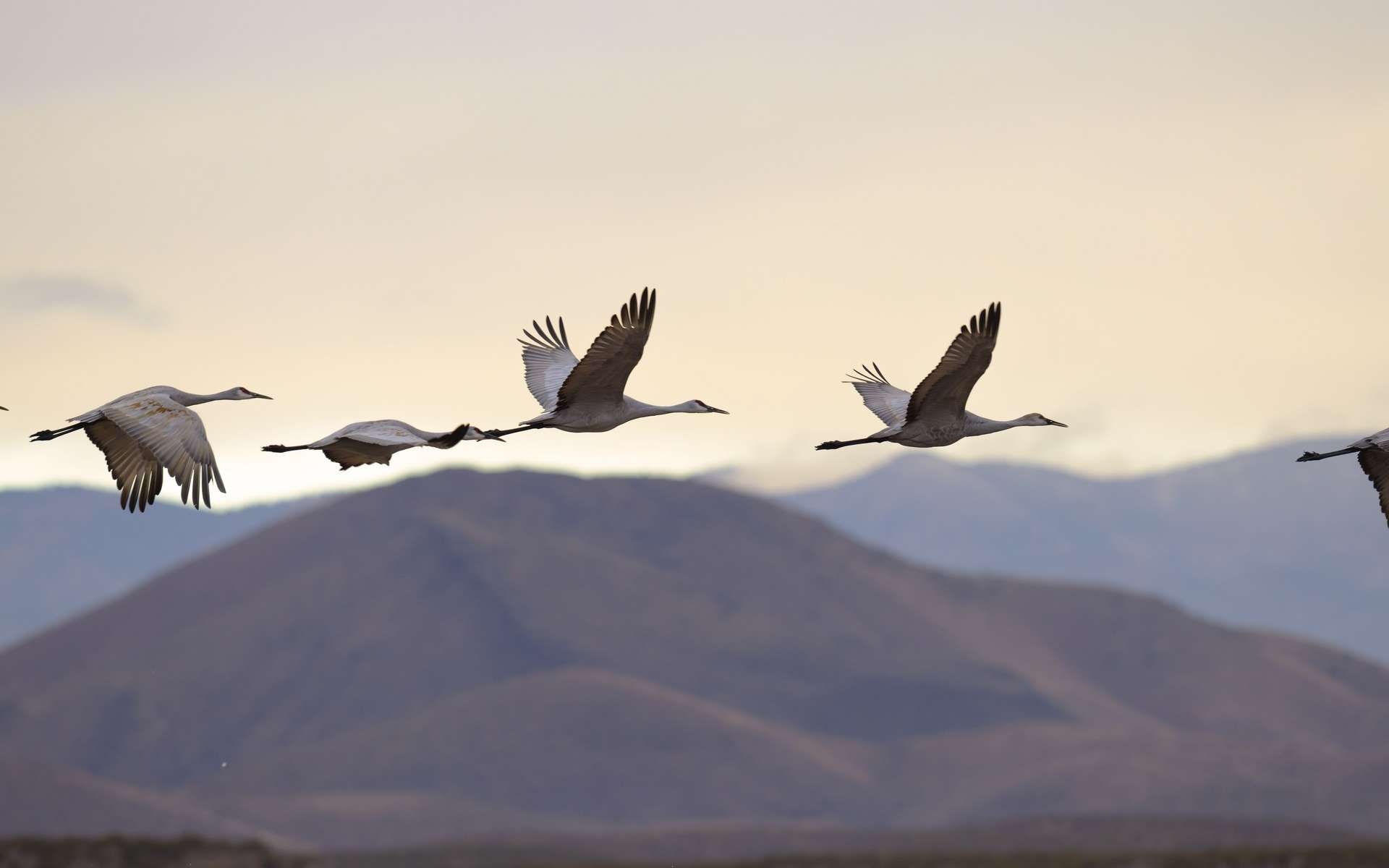 Les oiseaux, maîtres du ciel, grâce à des poumons en boucle