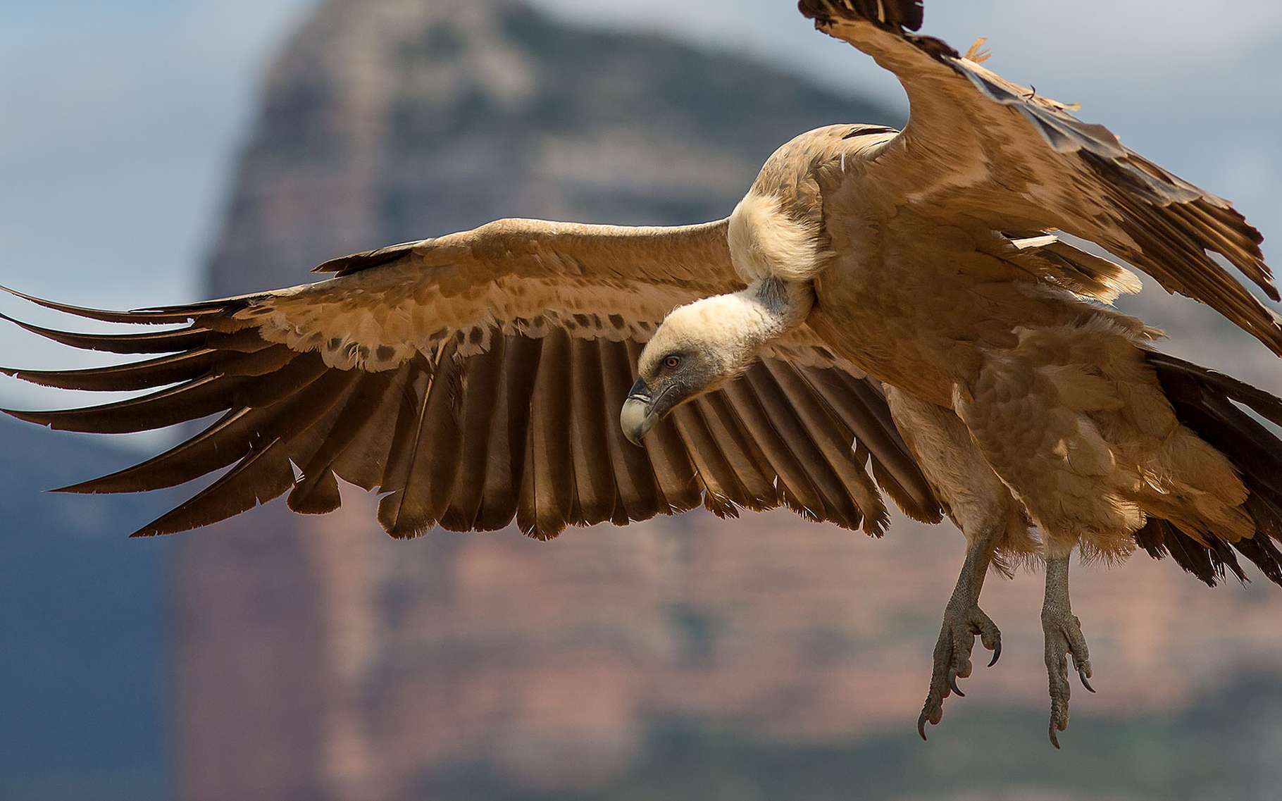 Tous Les Rapaces Diurnes Deurope Liste Dossier