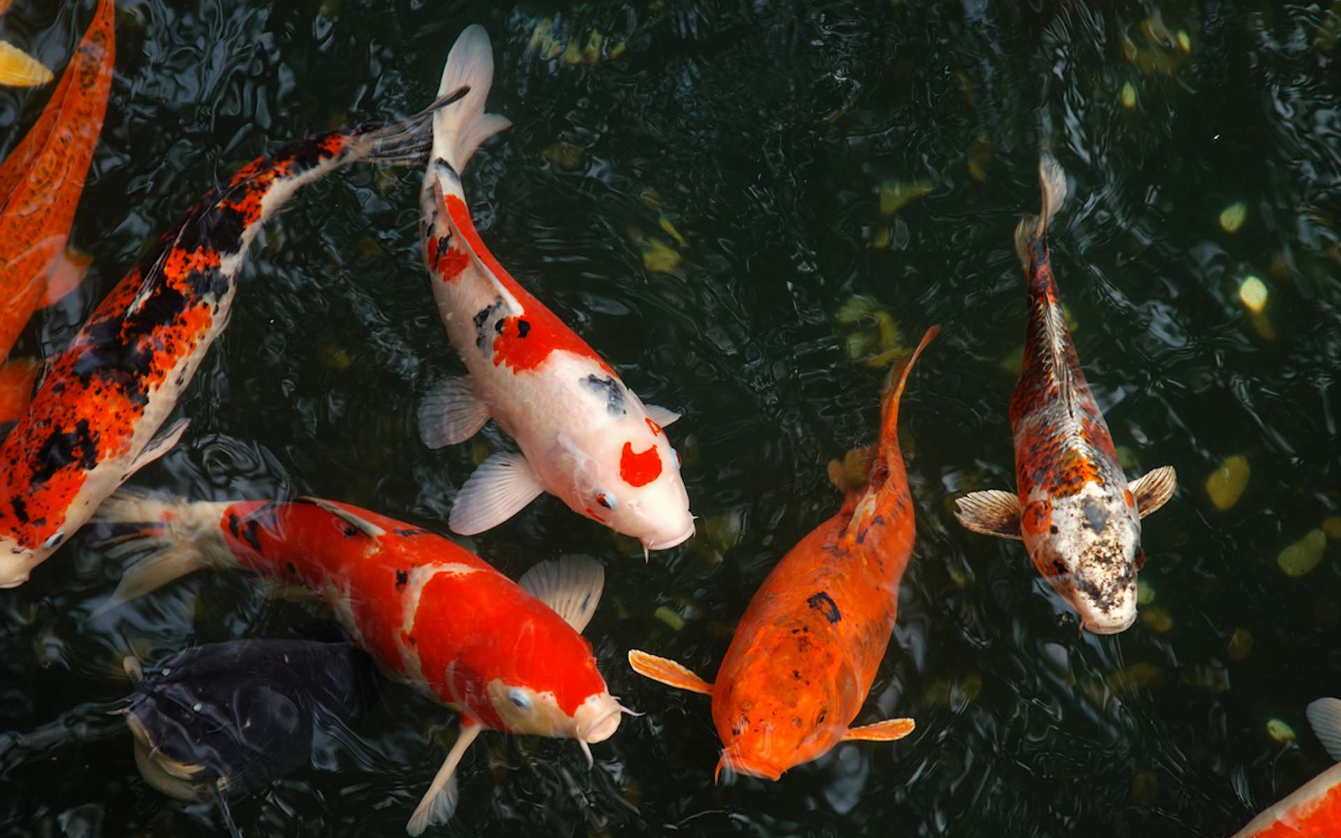 Les poissons de bassin sont du genre paisible. Dans la plupart des cas, lorsque le volume est suffisant, la vie s’écoule harmonieusement entre individus d’espèces différentes. © Velda