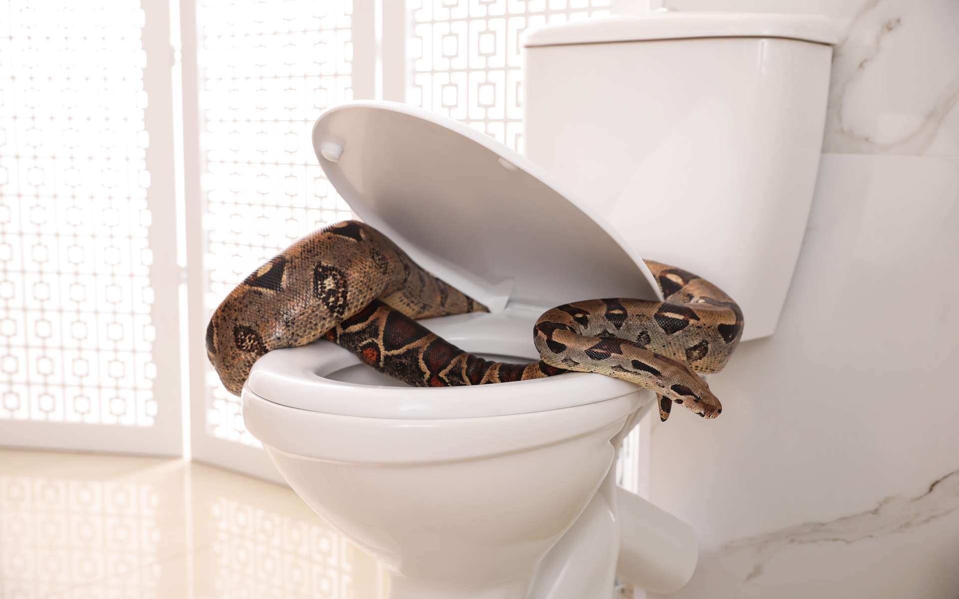 Patient bizarre : un vacancier se fait mordre par un serpent venimeux en allant aux toilettes