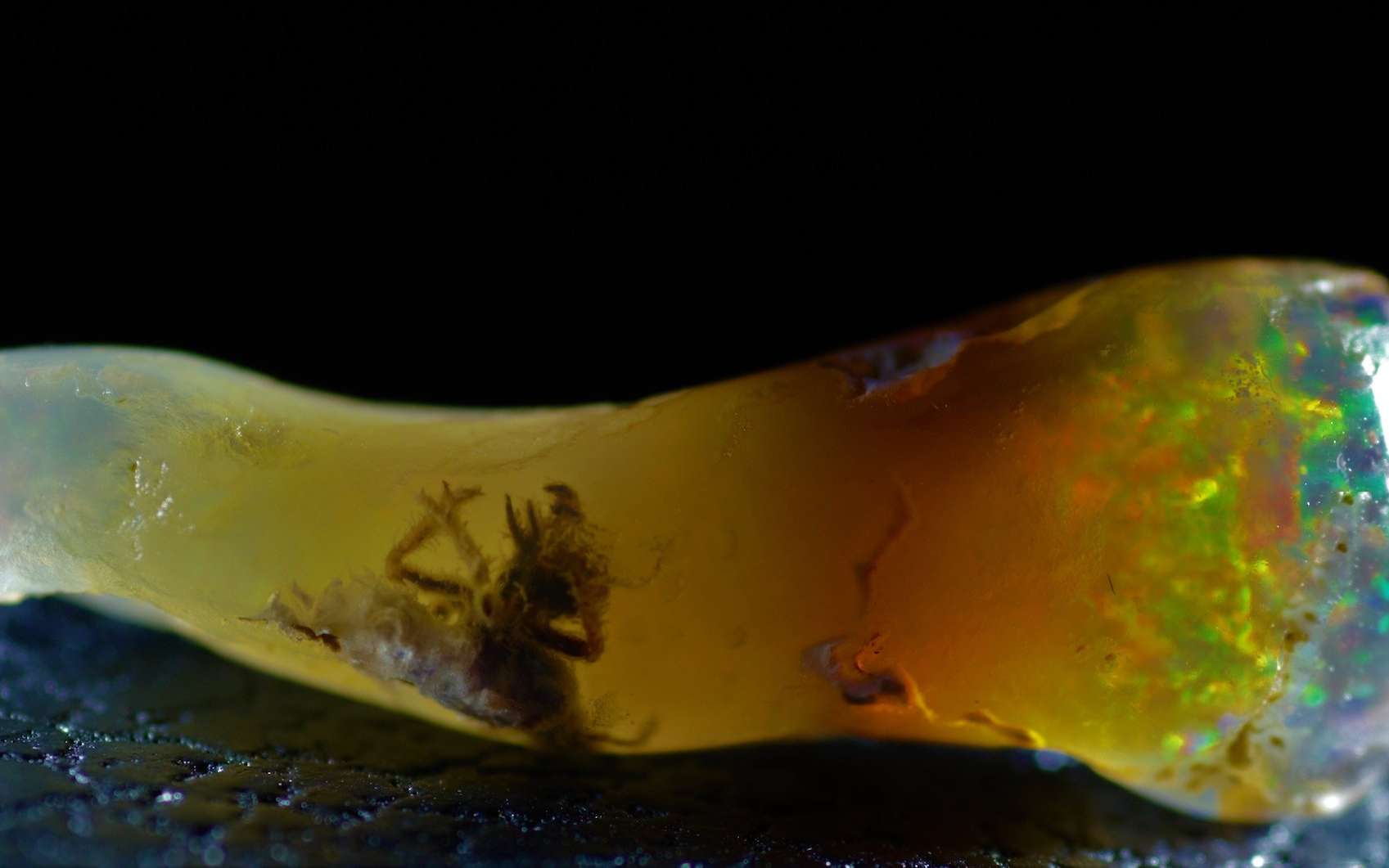 Un insecte retrouvé pour la première fois pétrifié dans l’ambre. © Brian T. Berger, Instagram, velvetboxsociety