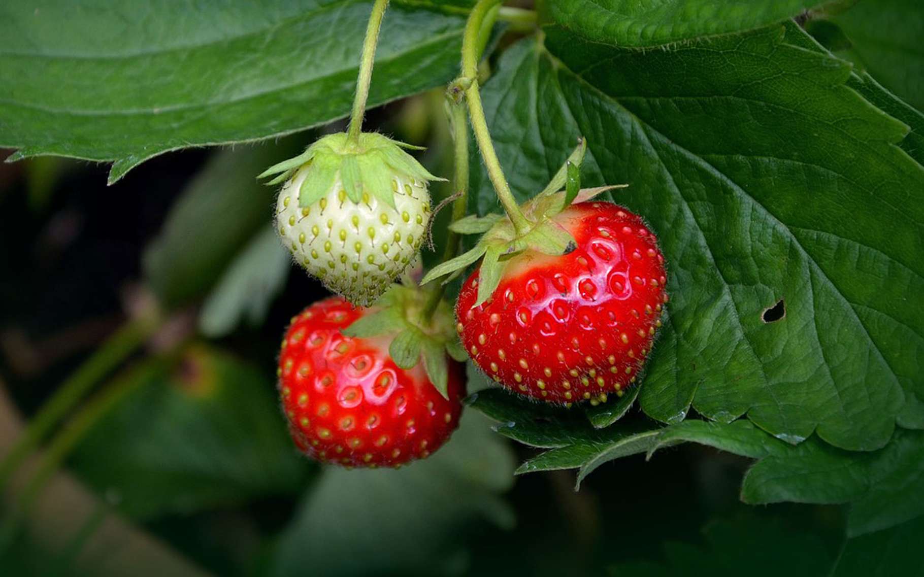 Des pieds de fraisiers au potager pour une cueillette plaisir ! © Congerdesign, Pixabay, DP