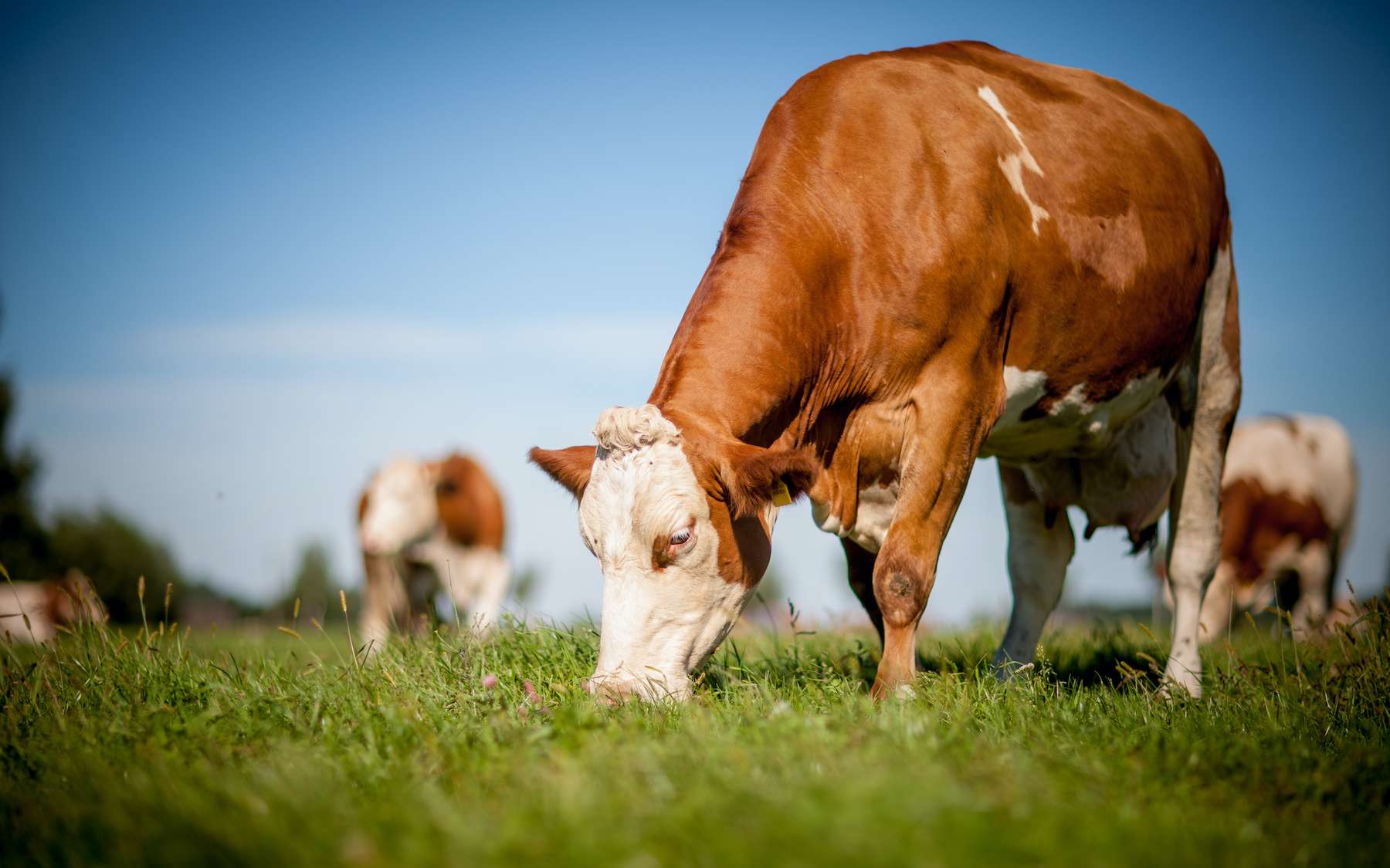 Les ruminants sont incapables de trier leur nourriture. © teamfoto, Adobe Stock