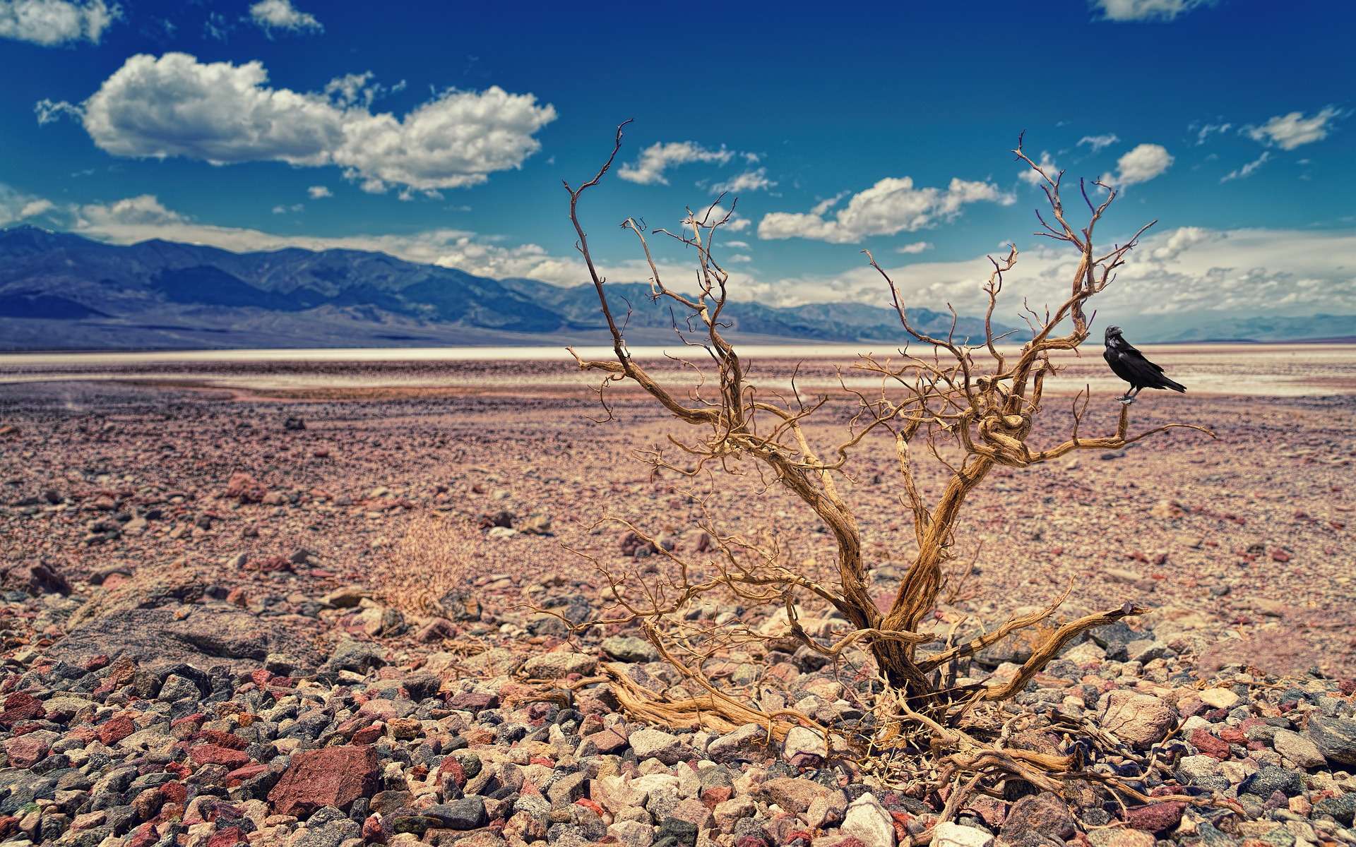 Voici les pays qui ont dépassé les 50 °C dans l'histoire