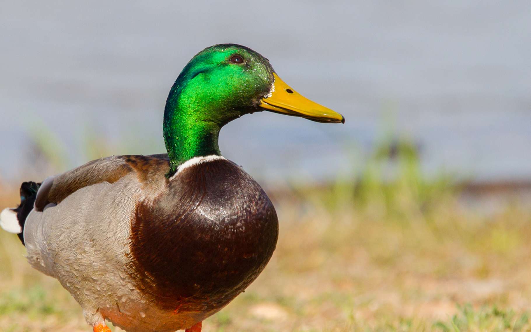 Puce Du Canard Et Dermatite Du Baigneur Dossier