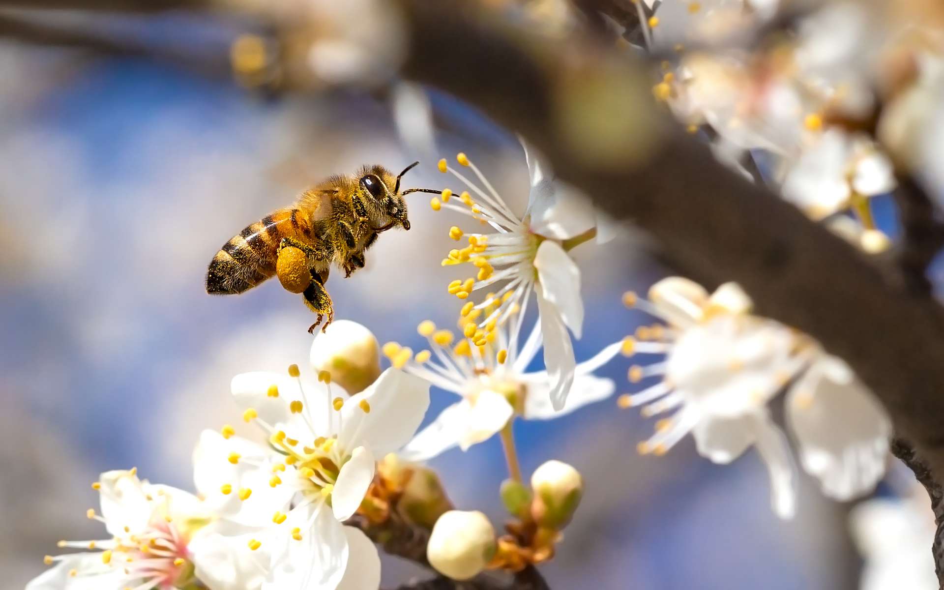 COP16 : le moment de vérité pour la biodiversité mondiale