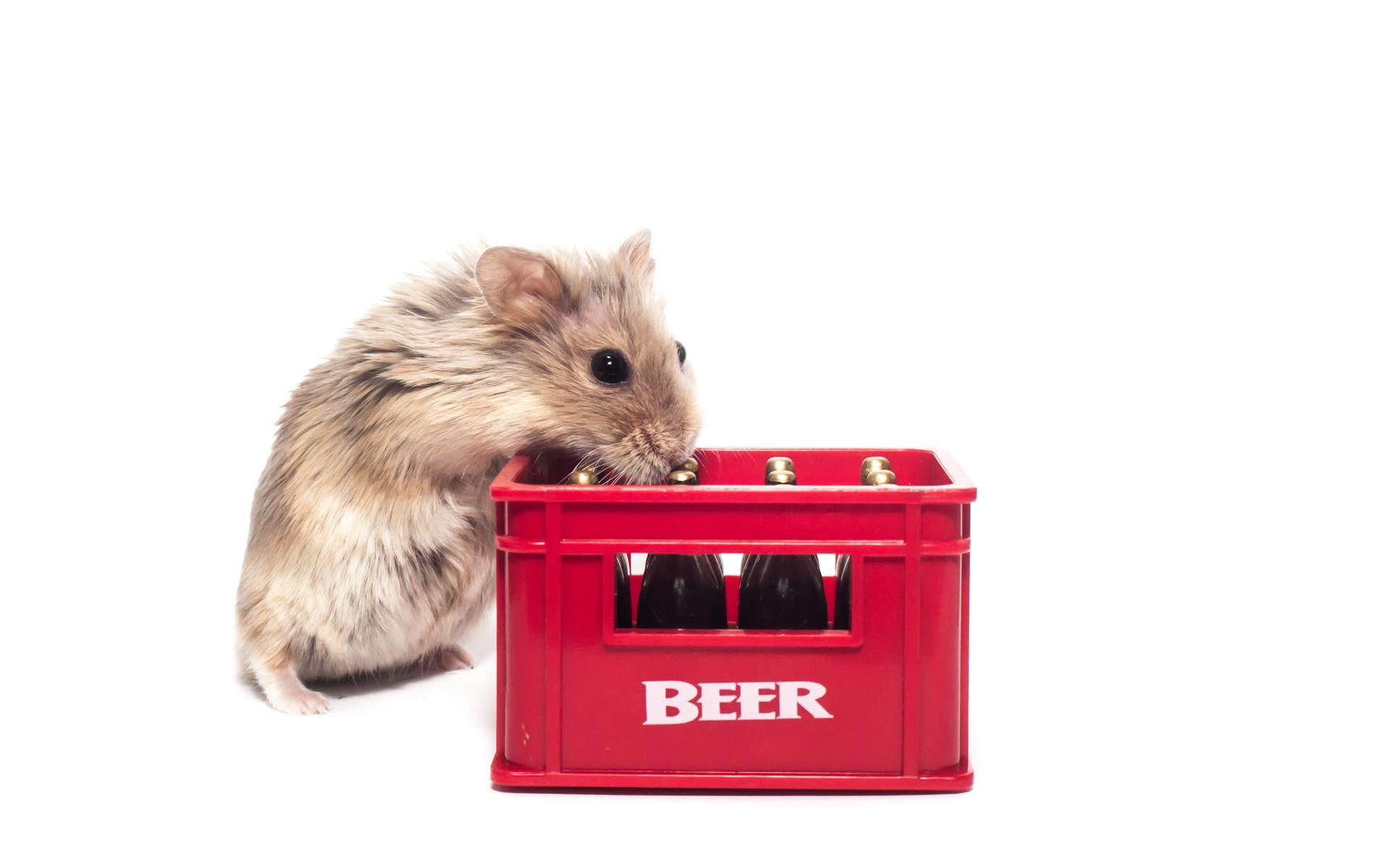 Étrangeté du vivant : les hamsters sont de vrais alcooliques !