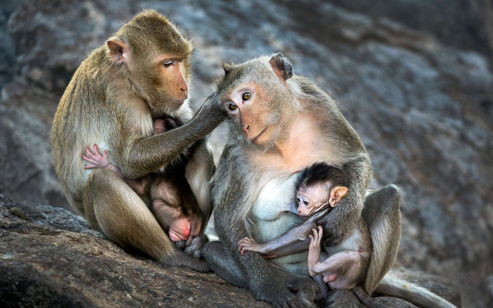 Le clonage d'un macaque génétiquement modifié par des scientifiques chinois est annoncé comme une première mondiale. © MrPreecha, Fotolia