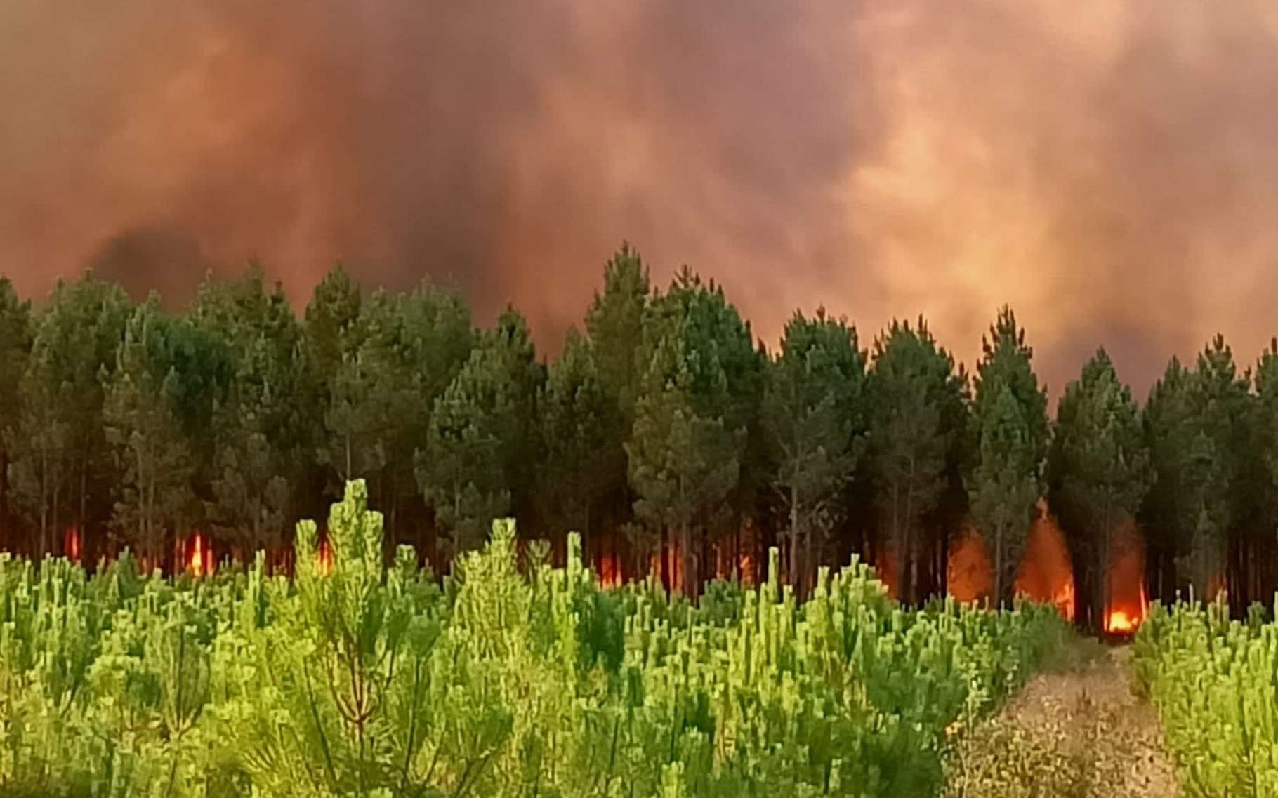 La forêt des Landes est en feu : « on est en train de vivre une catastrophe »