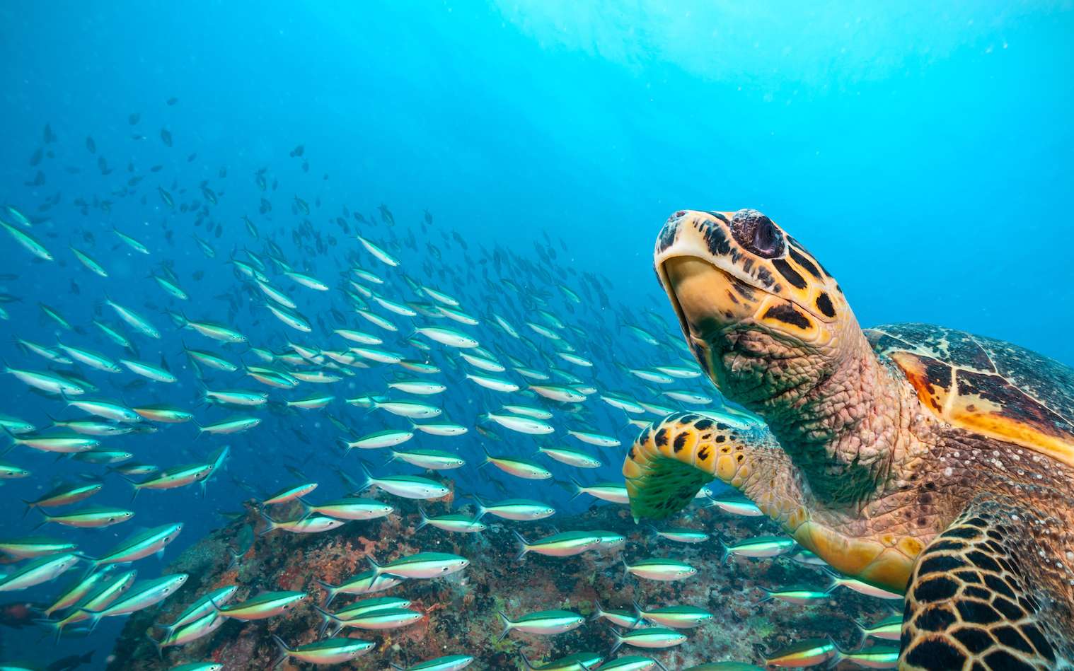 Les scientifiques ont découvert une zone marine qui ressemble aux océans d'il y a 1 000 ans