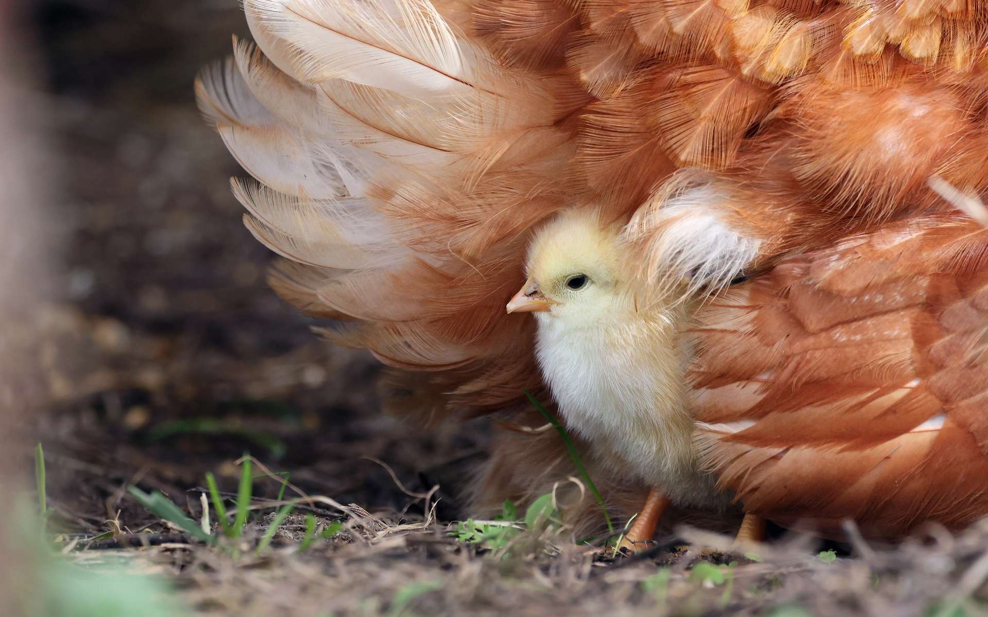 Des poulets génétiquement modifiés pour qu'ils résistent à la grippe aviaire !