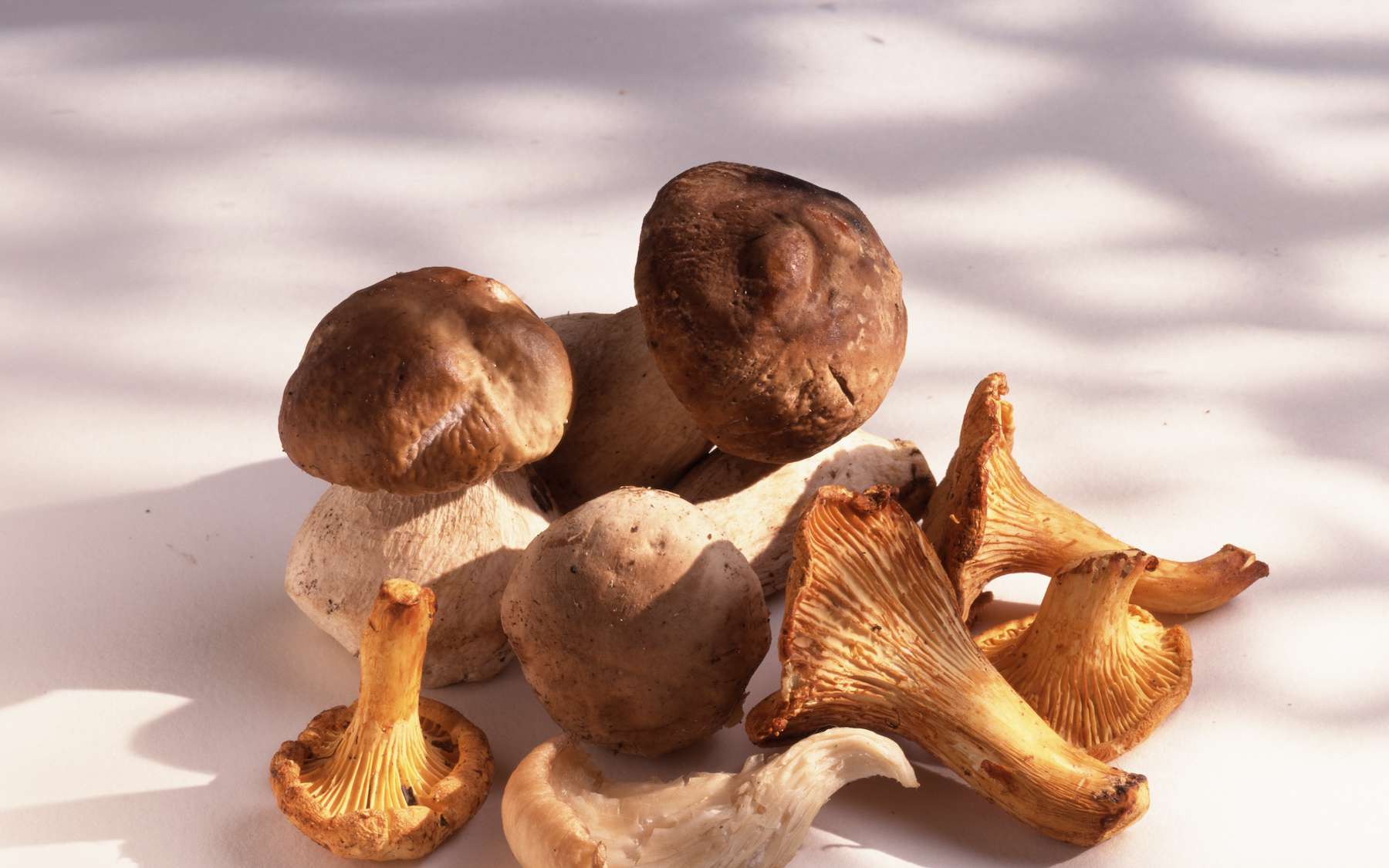 Les champignons sont très riches en protéines et vitamines. © FOOD-pictures, Adobe Stock