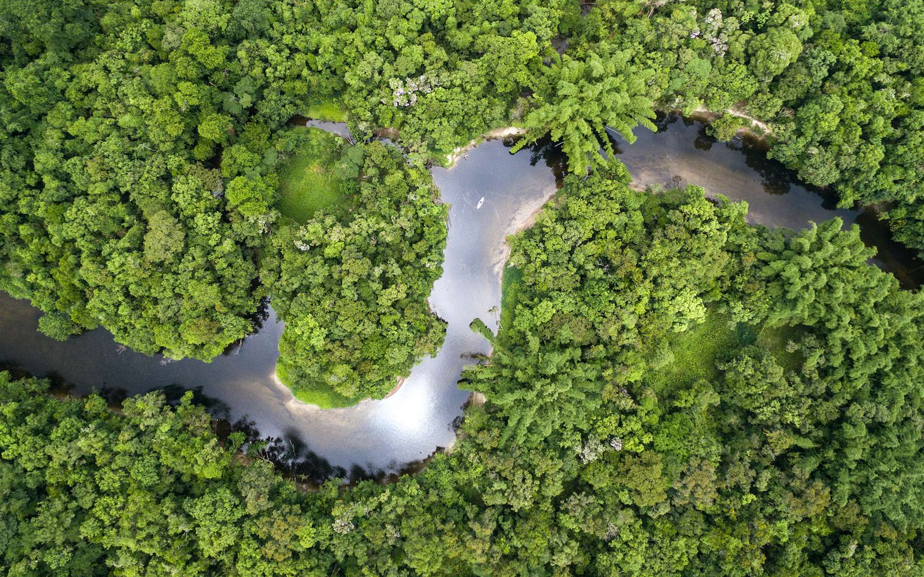 La forêt amazonienne pourrait disparaître en 50 ans