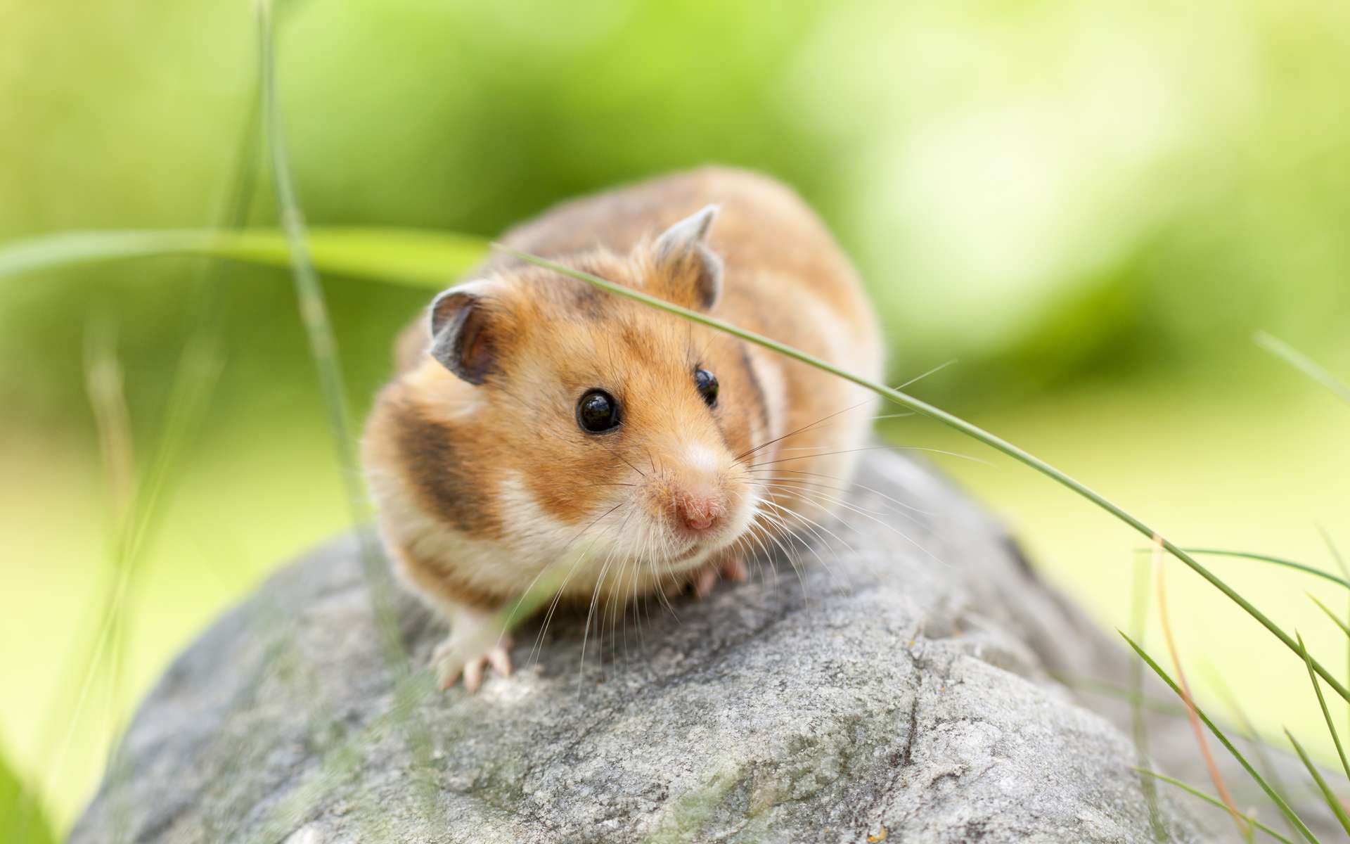 Masques : des tests sur hamsters prouveraient leur efficacité