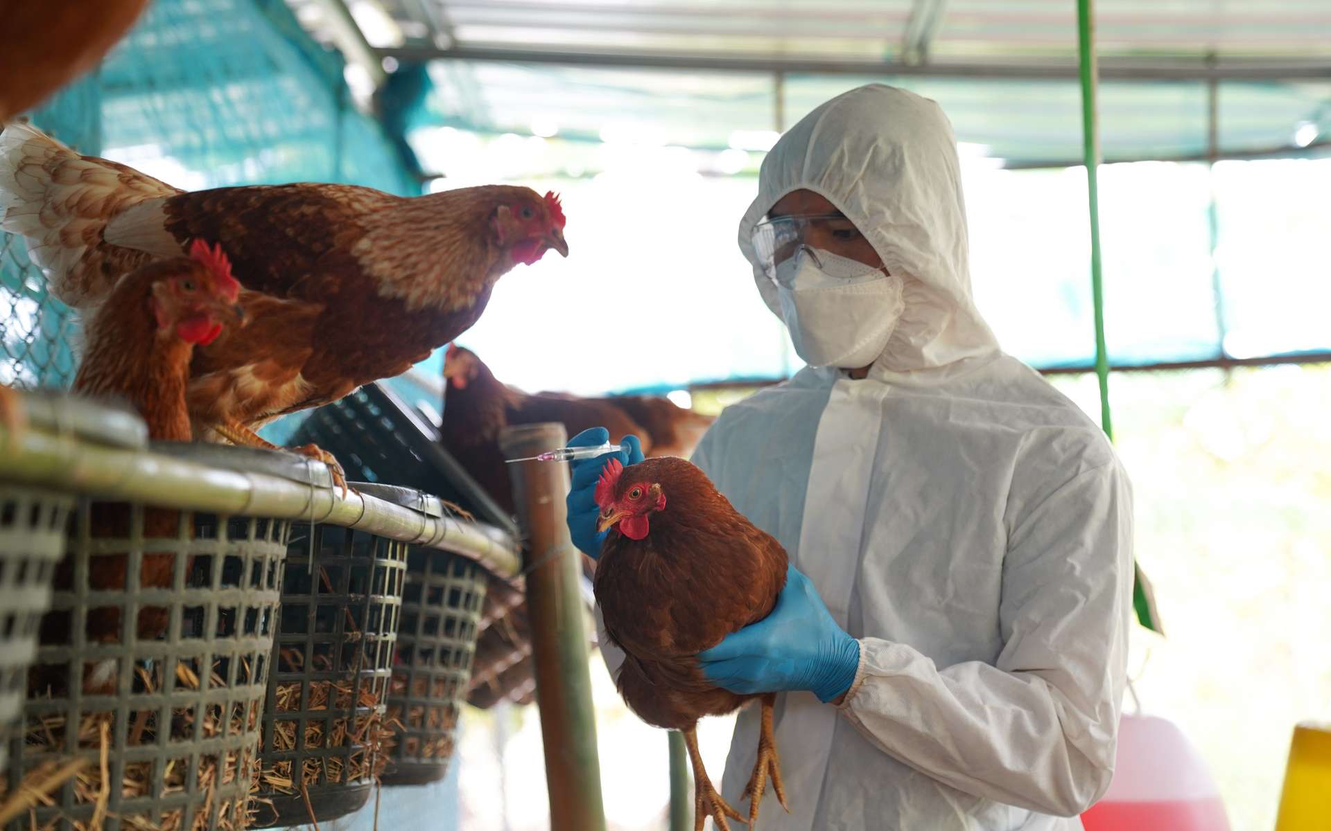 Le virus de la grippe aviaire H5N1 sera-t-il à l'origine de la prochaine pandémie ?