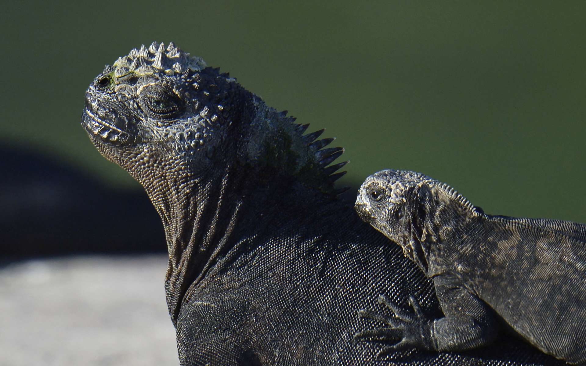Galapagos : succès pour la réintroduction de cette espèce d'iguanes disparue depuis un siècle