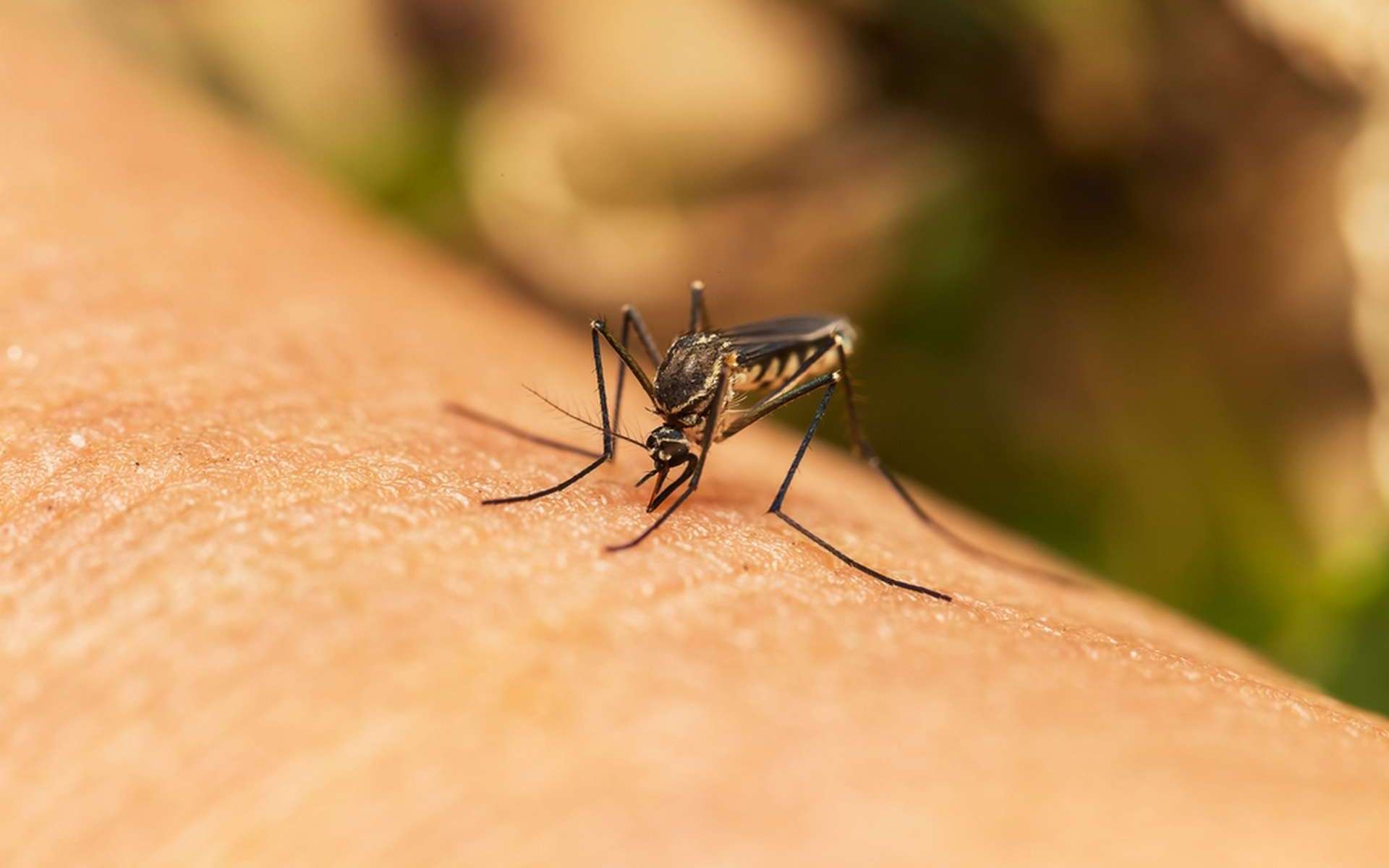 Une nouvelle étape inquiétante franchie en France : des moustiques tigres porteurs de la dengue identifiés pour la première fois